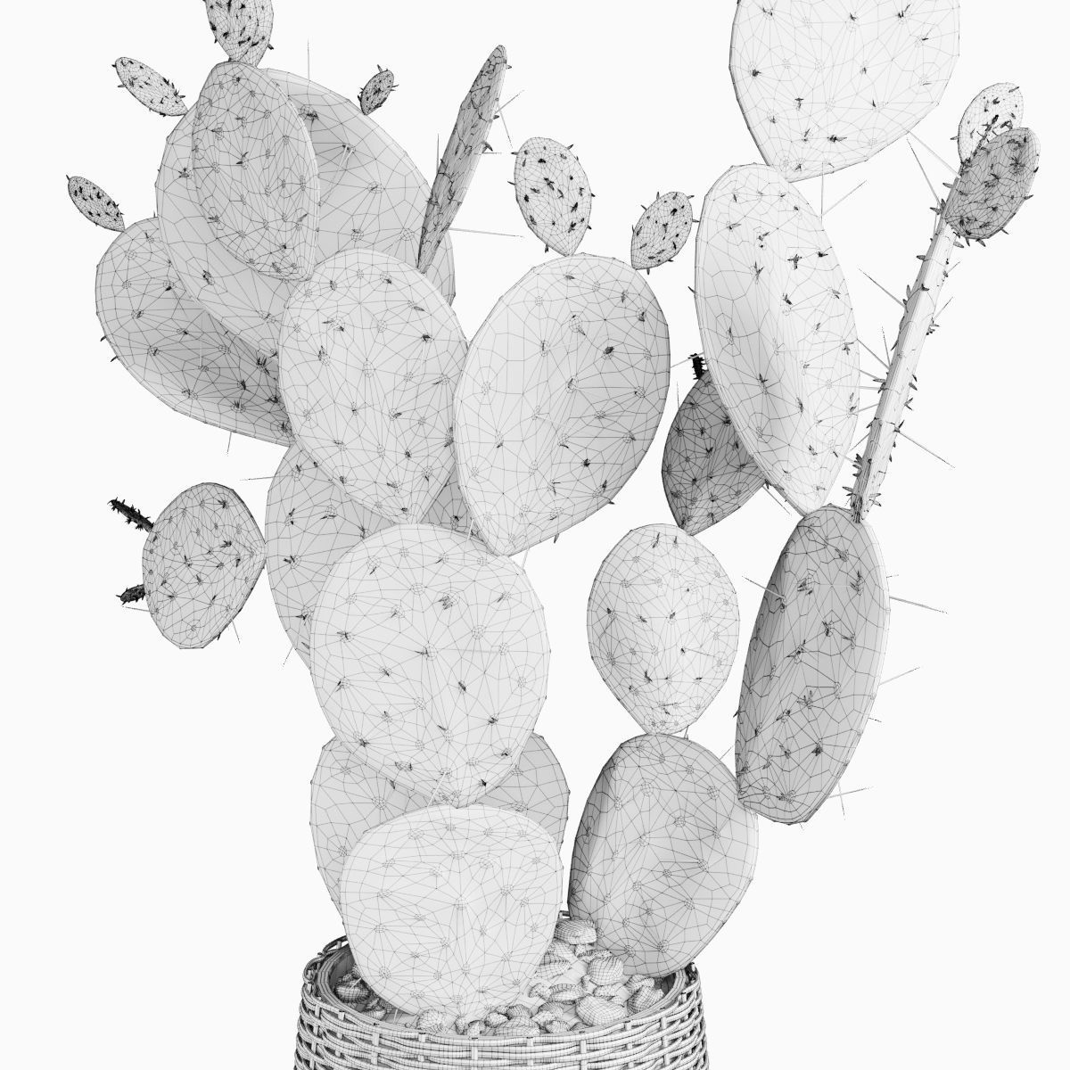 Plant 9 two cactus plants in basket 3D model_4