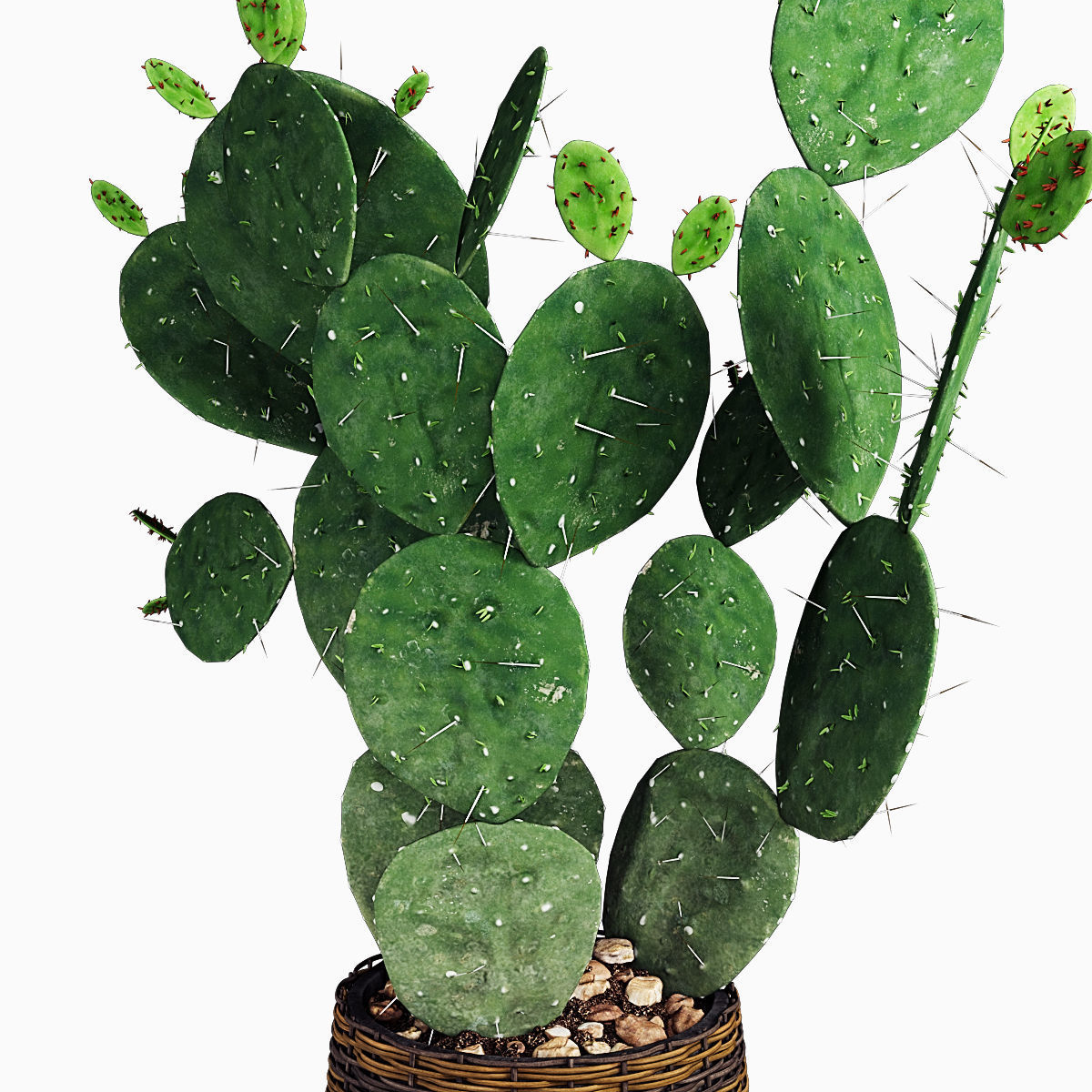 Plant 9 two cactus plants in basket 3D model_1