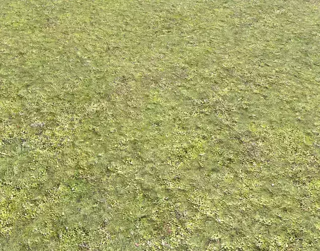 Mossy grass terrain 25