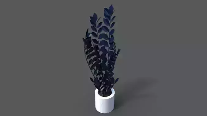 Zamioculcas raven pot plant