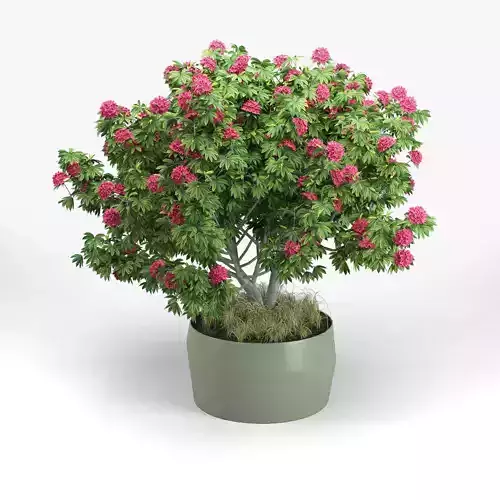 Rhododendron tree in pot