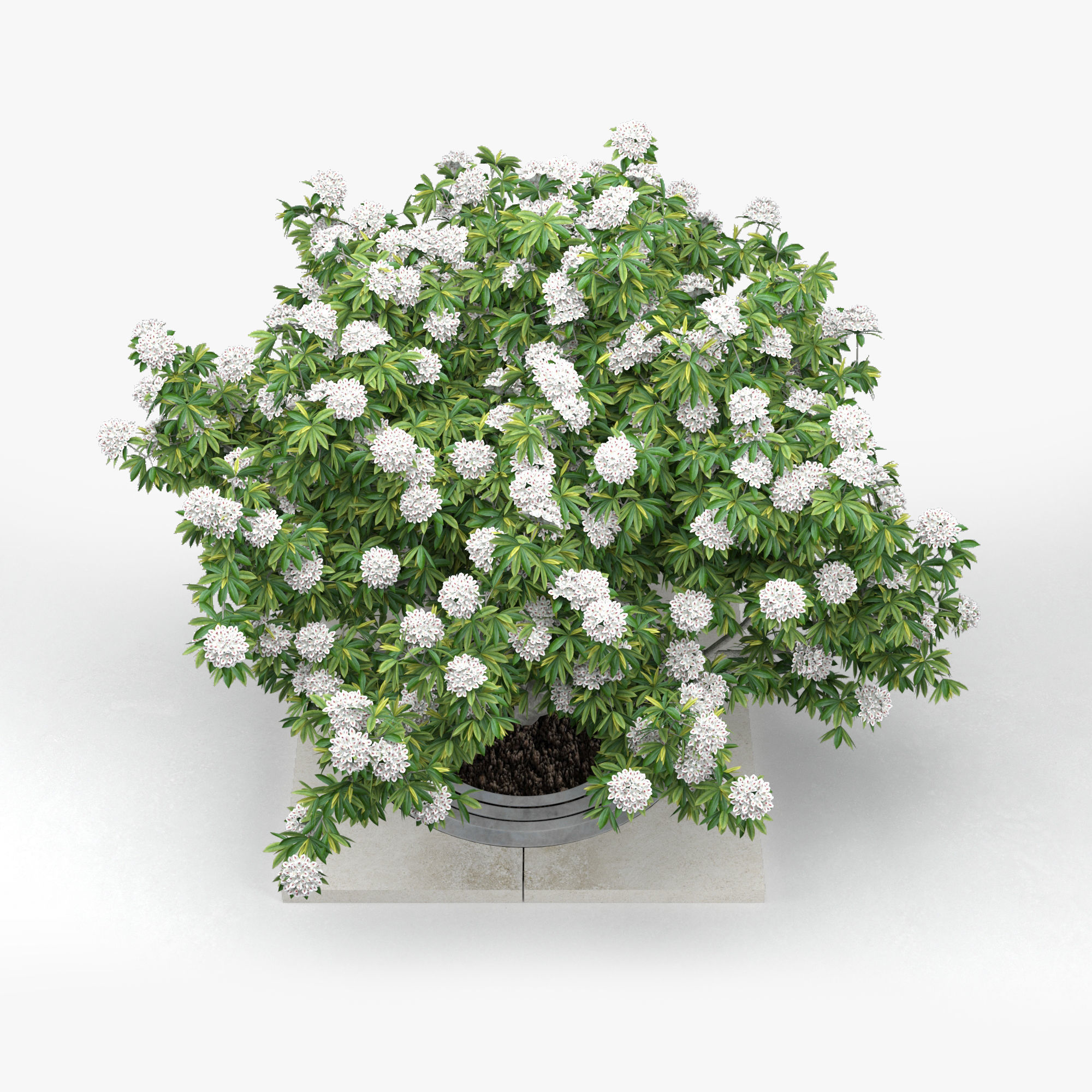 Rhododendron white 3D model_2