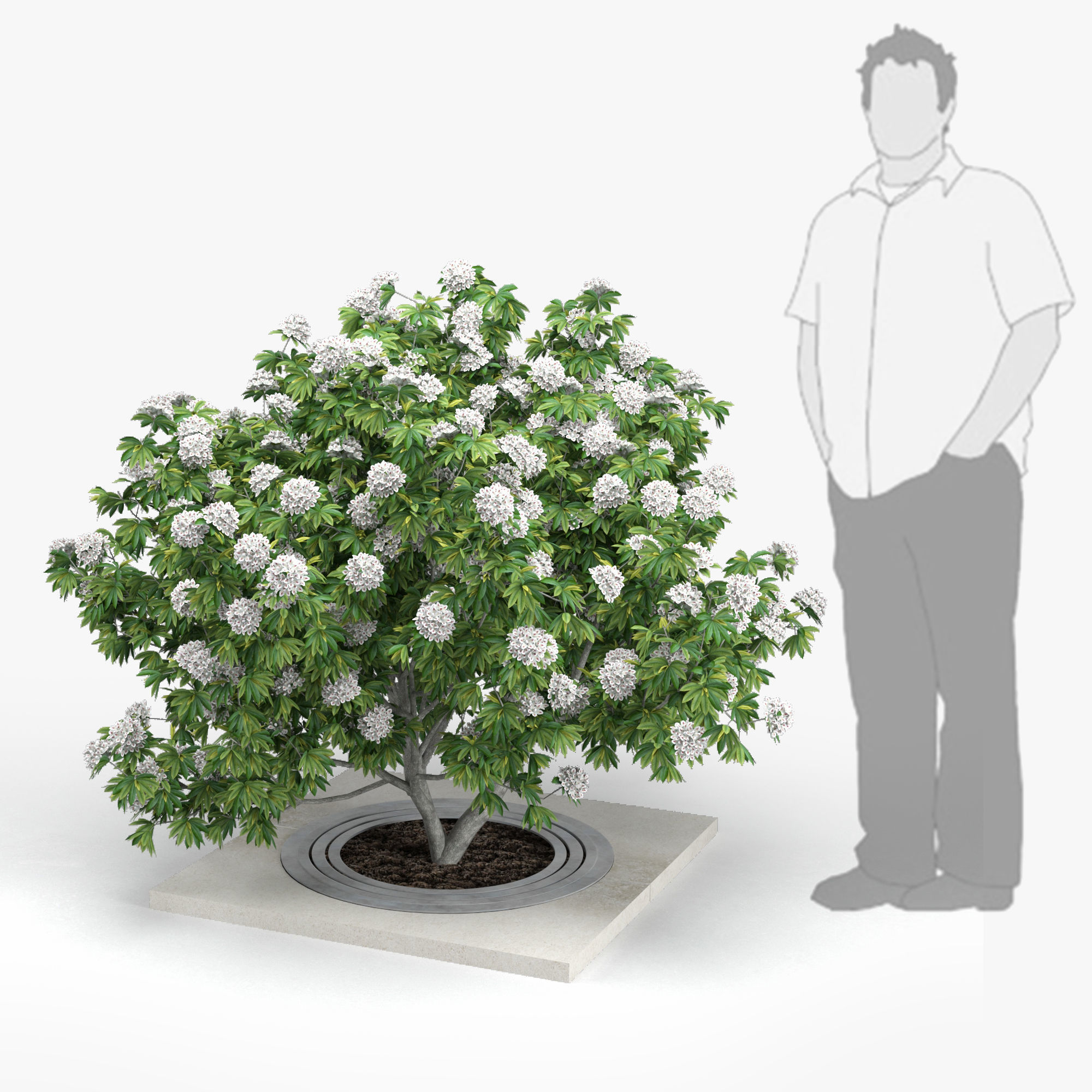 Rhododendron white 3D model_3