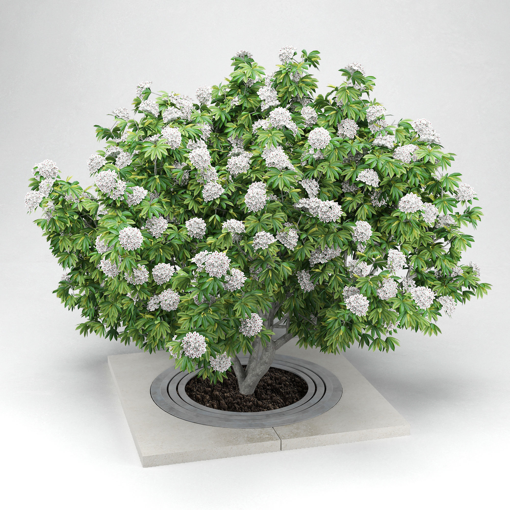 Rhododendron white 3D model_1