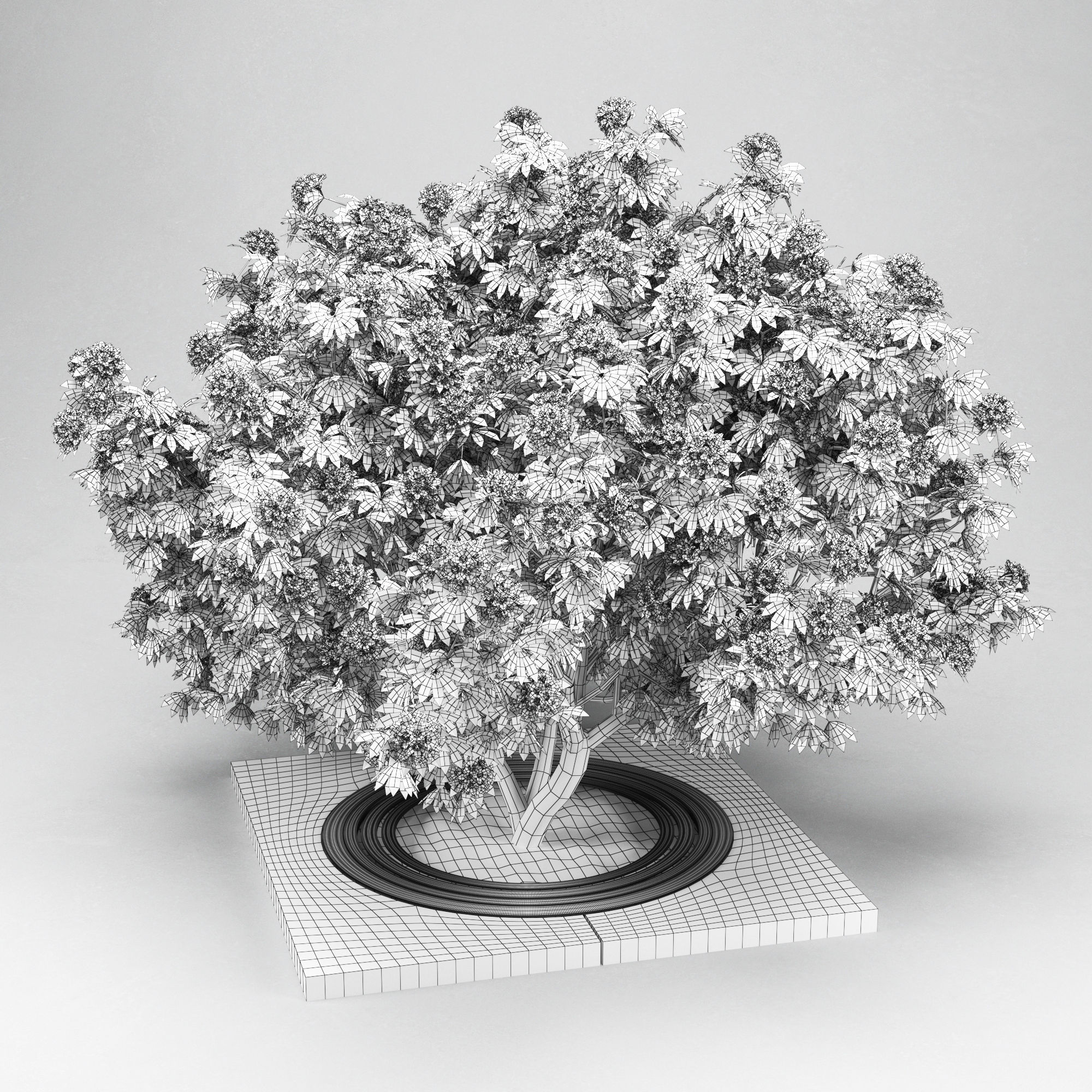 Rhododendron white 3D model_5