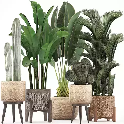Collection of Exotic plants 346 3D model