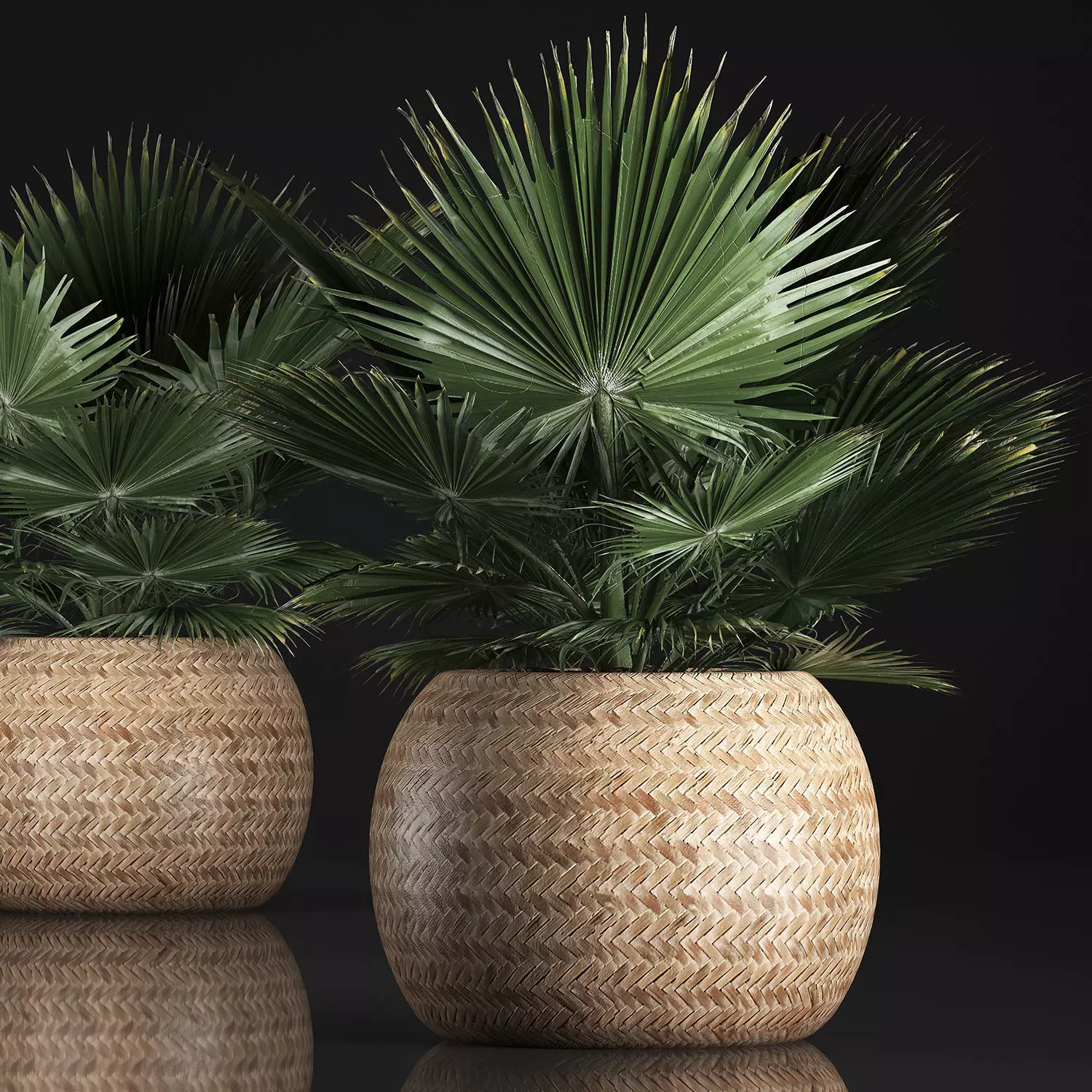 fan palm in the basket 3D model_0