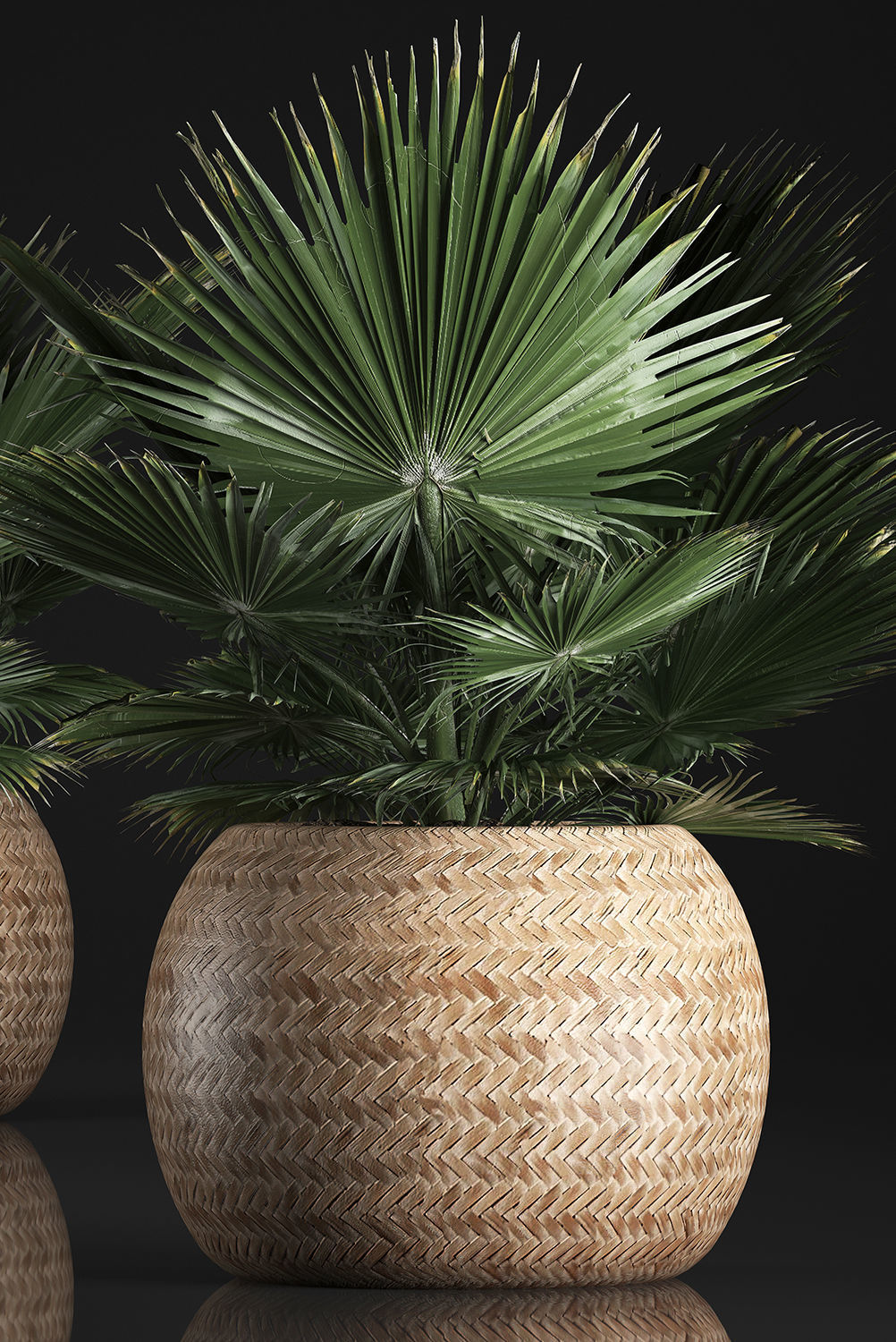 fan palm in the basket 3D model_2