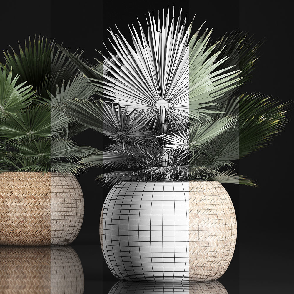 fan palm in the basket 3D model_5