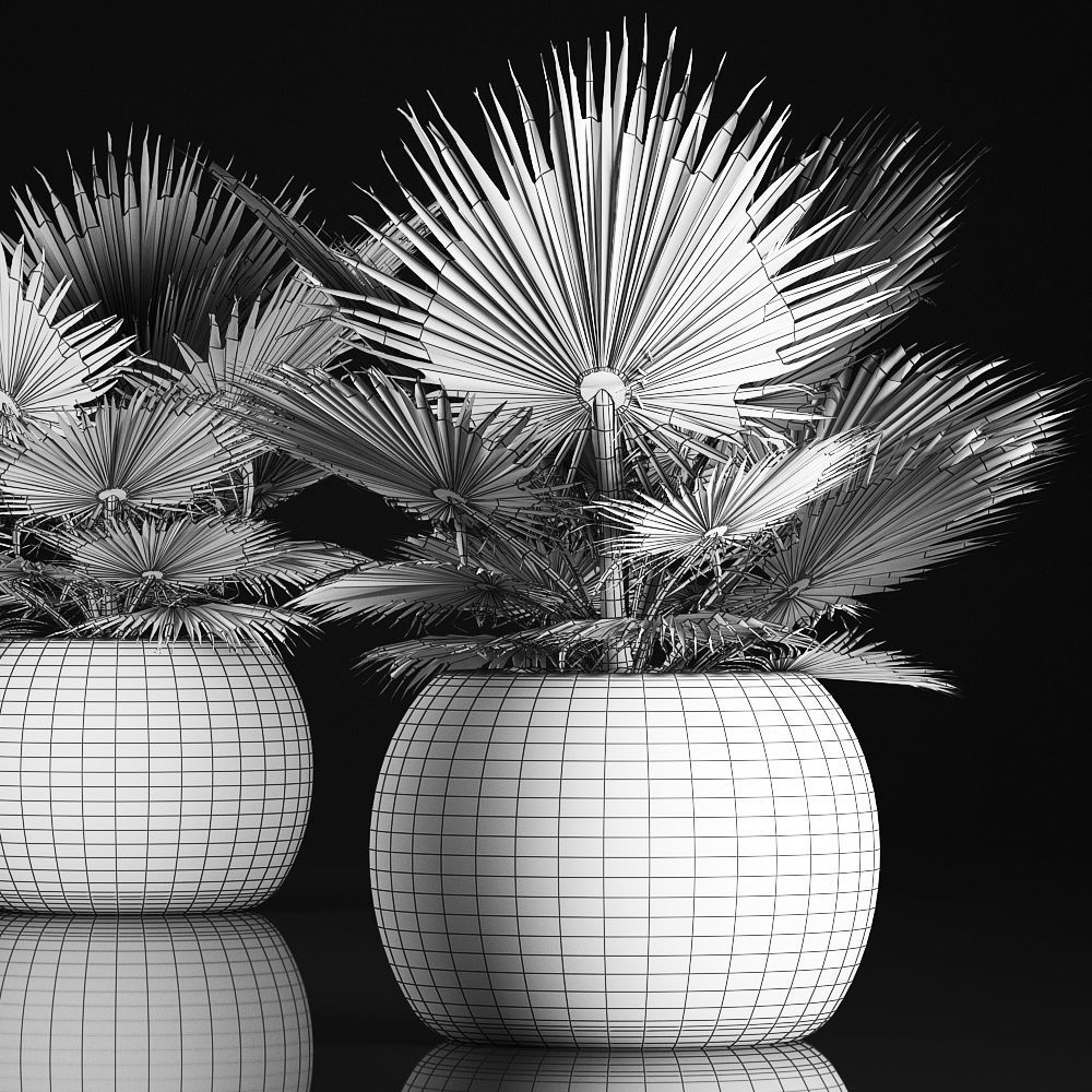 fan palm in the basket 3D model_7