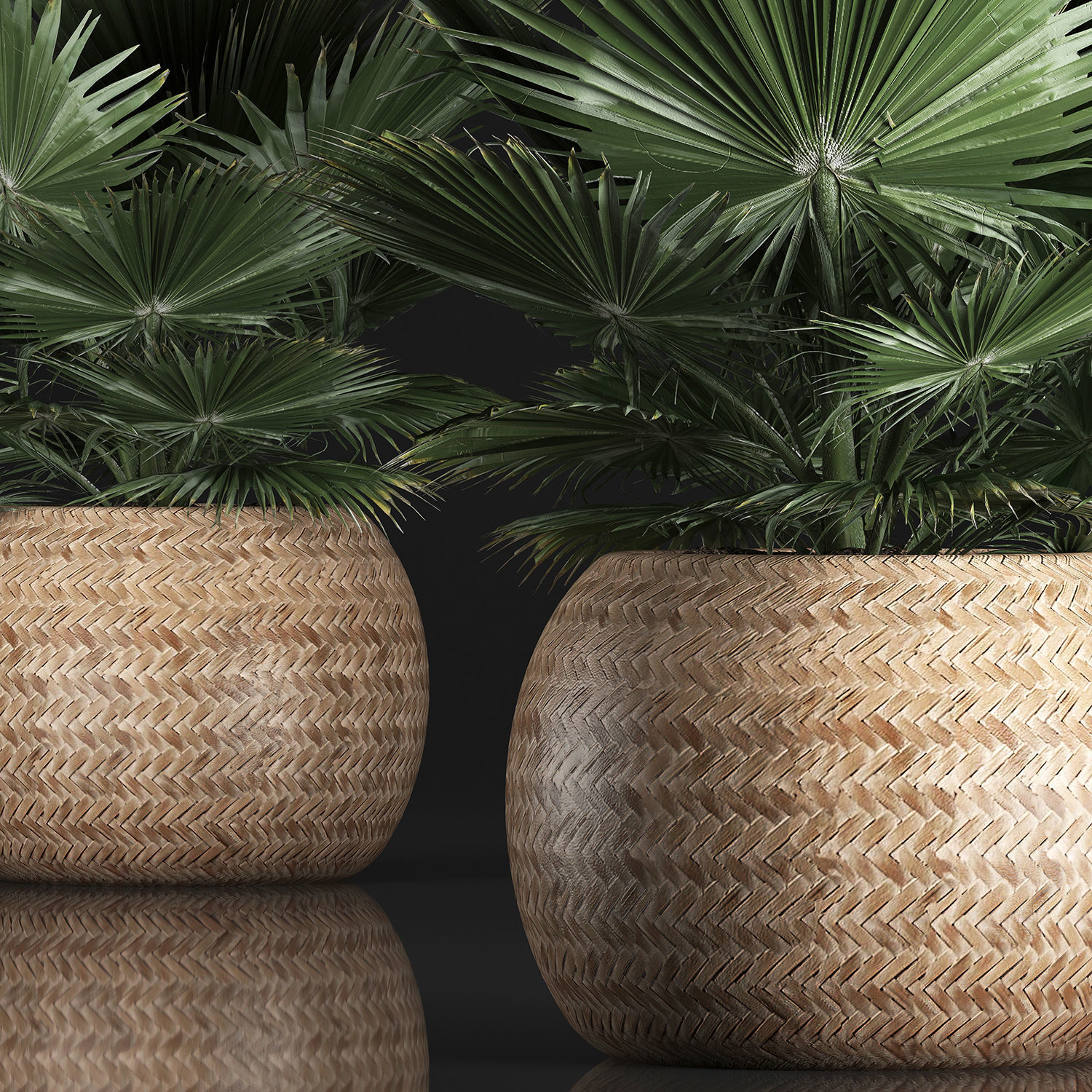 fan palm in the basket 3D model_3