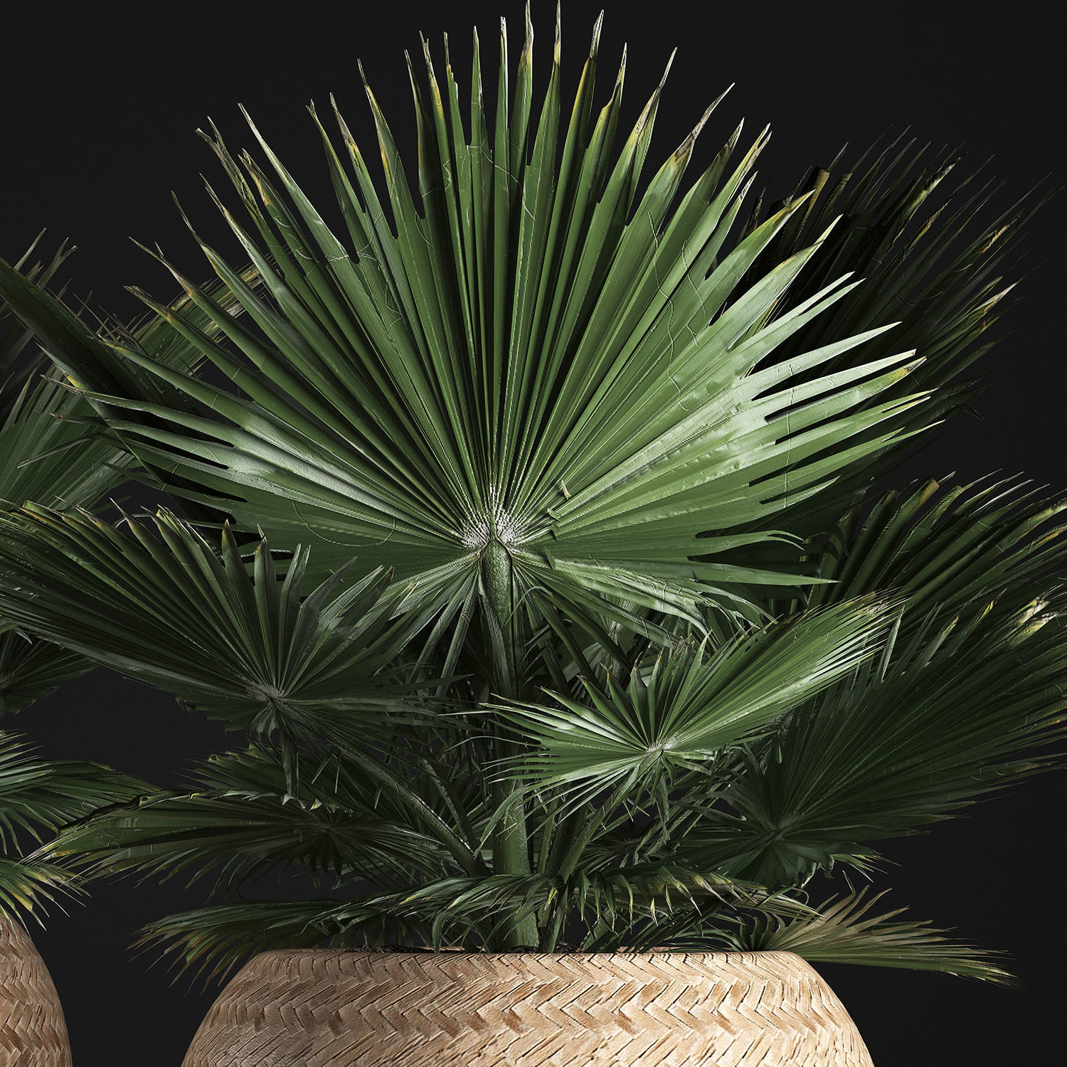 fan palm in the basket 3D model_1