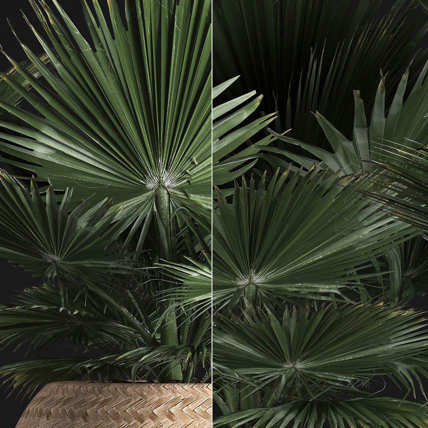 fan palm in the basket 3D model_4