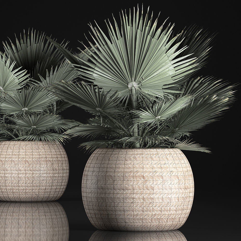 fan palm in the basket 3D model_6