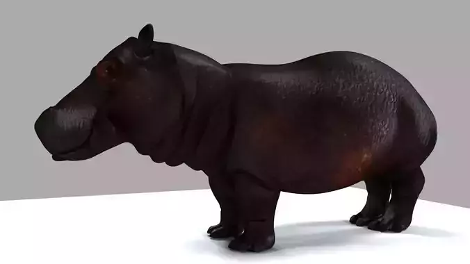 Hippopotamus