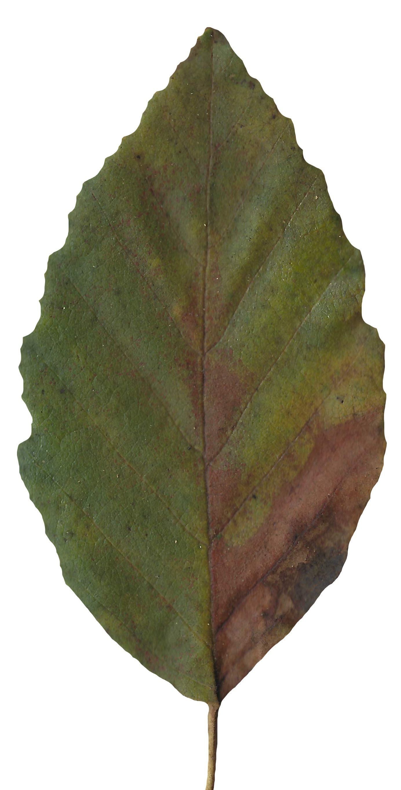 Red Alder Texture Pack - 24 Textures Texture_5