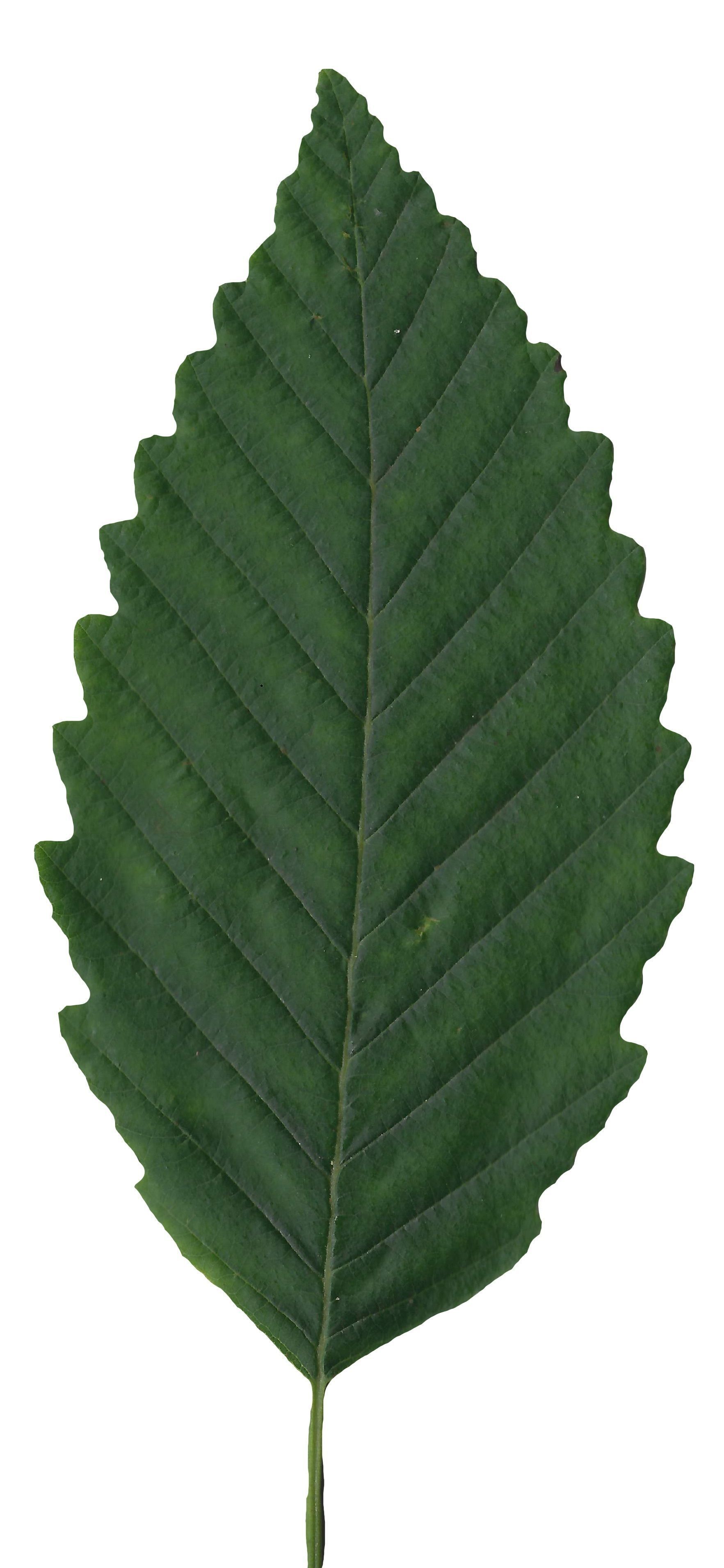 Red Alder Texture Pack - 24 Textures Texture_13