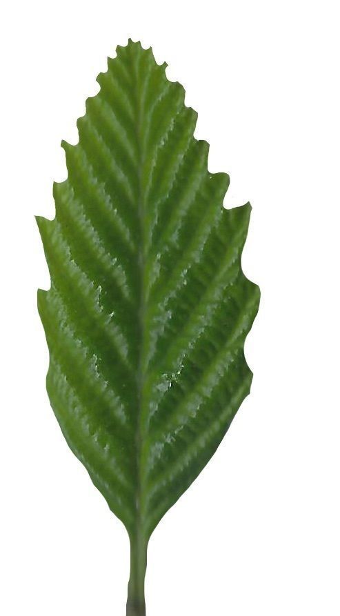 Red Alder Texture Pack - 24 Textures Texture_24