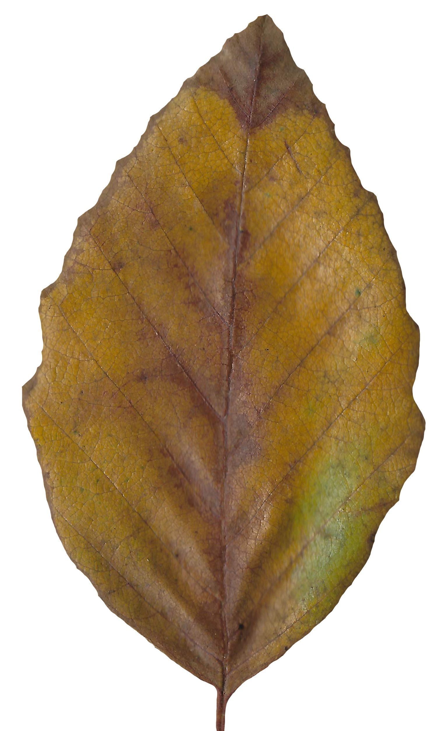 Red Alder Texture Pack - 24 Textures Texture_8