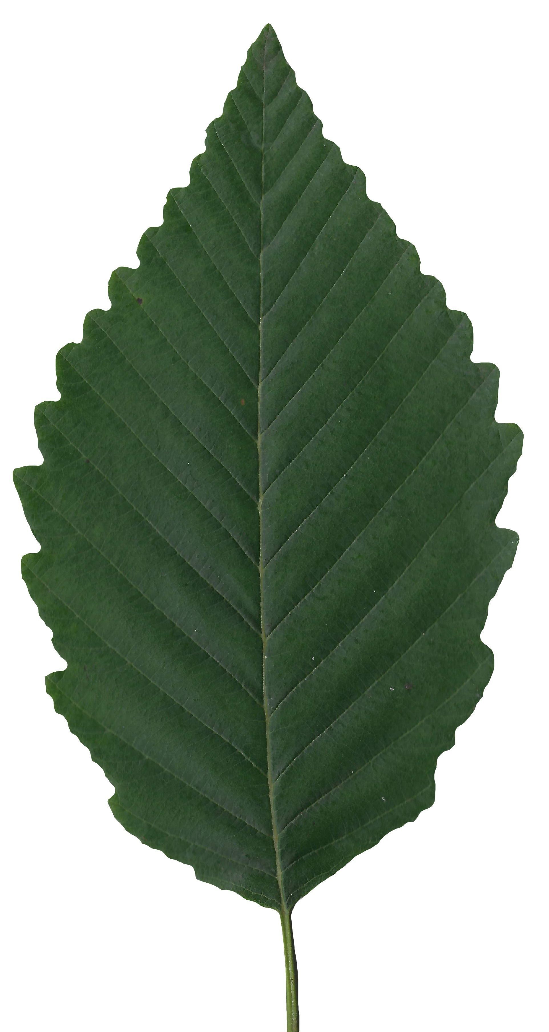 Red Alder Texture Pack - 24 Textures Texture_14