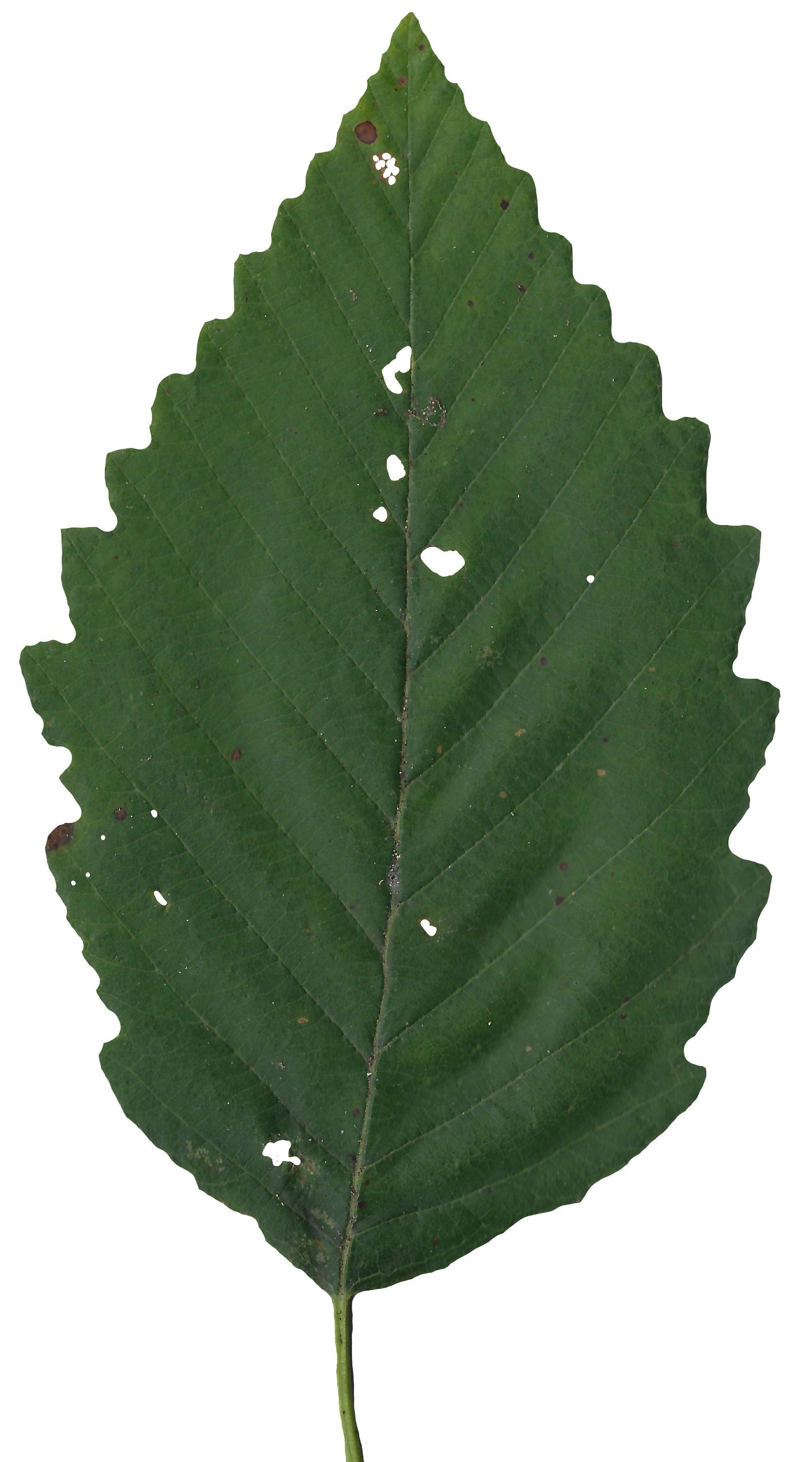 Red Alder Texture Pack - 24 Textures Texture_3