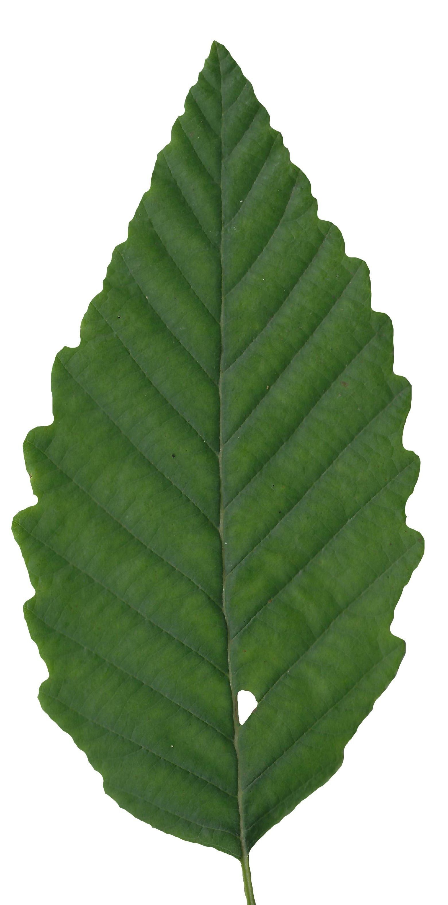 Red Alder Texture Pack - 24 Textures Texture_16