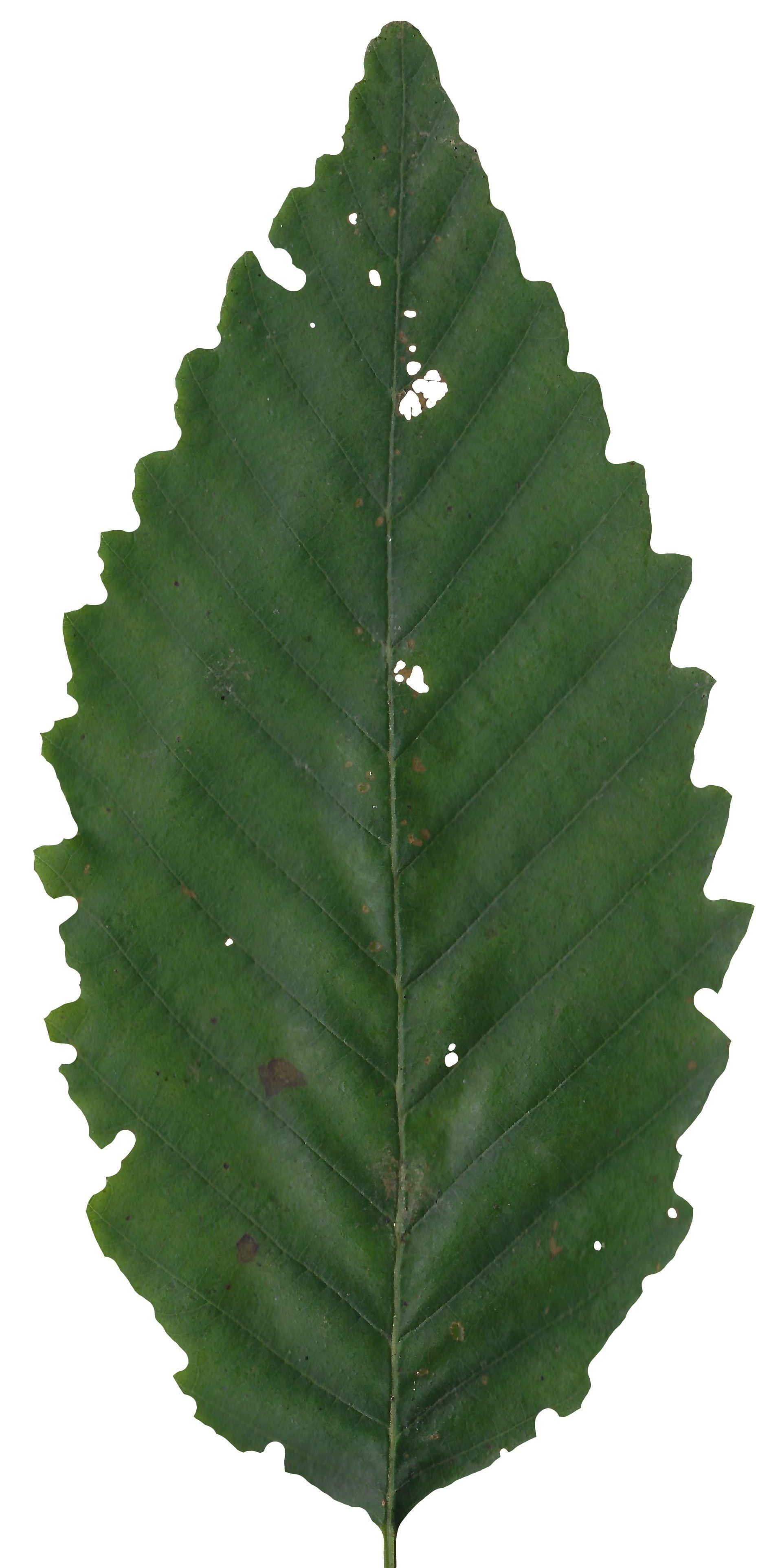 Red Alder Texture Pack - 24 Textures Texture_1