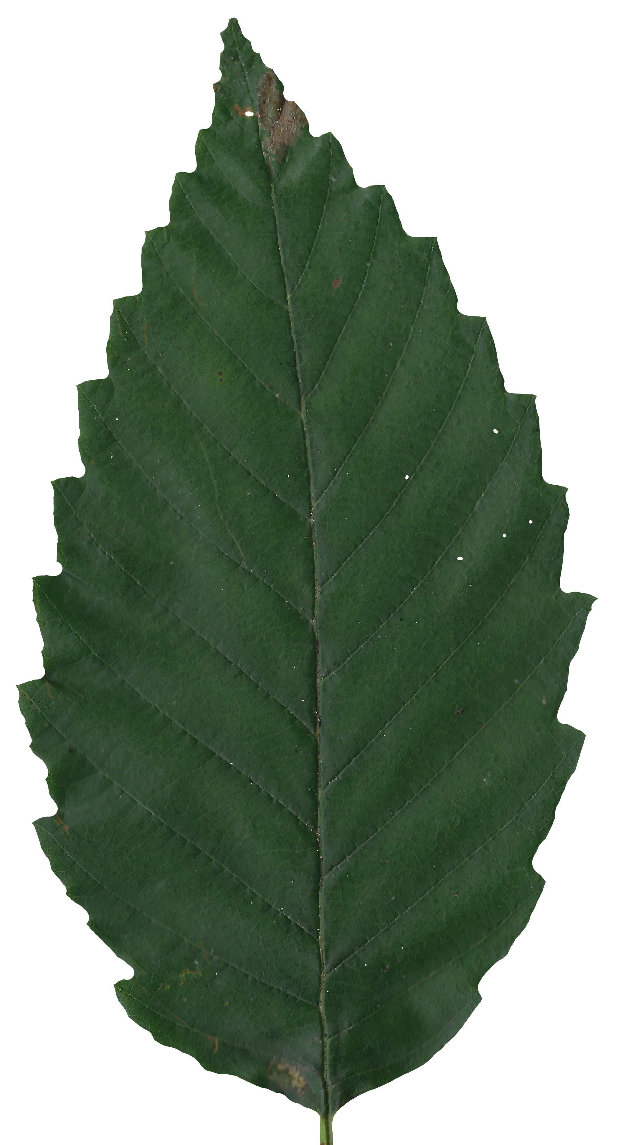 Red Alder Texture Pack - 24 Textures Texture_2