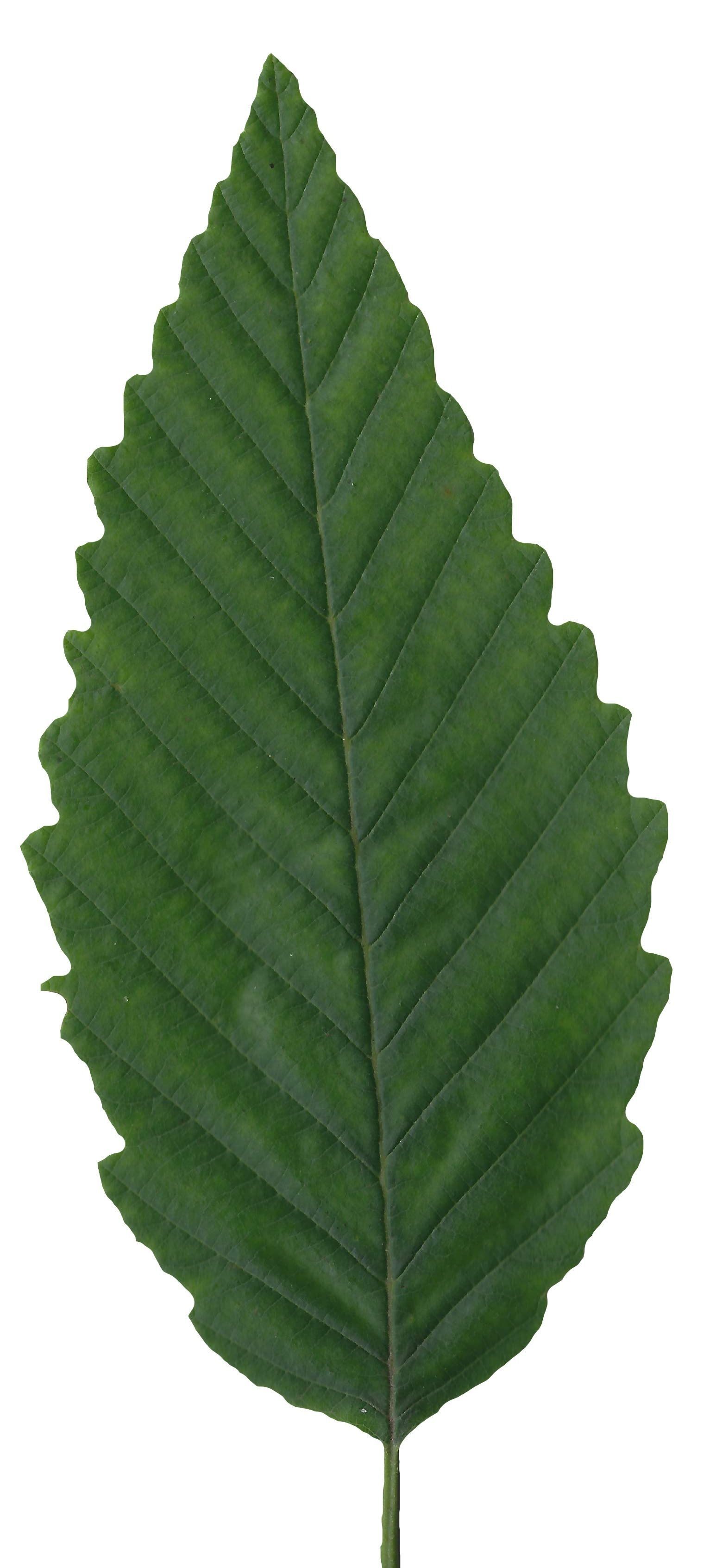 Red Alder Texture Pack - 24 Textures Texture_9