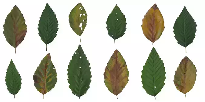 Red Alder Texture Pack - 24 Textures Texture