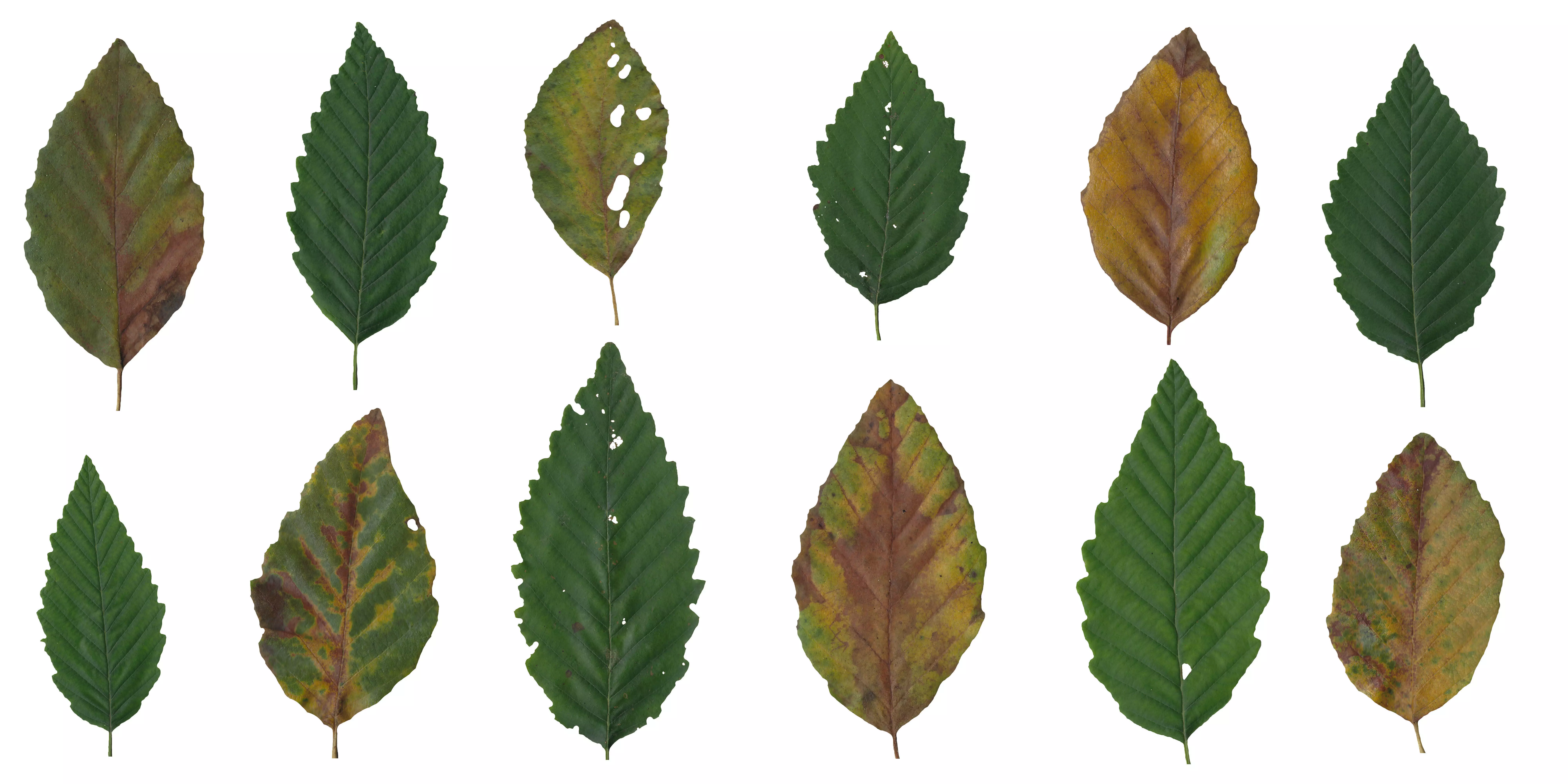 Red Alder Texture Pack - 24 Textures Texture_0