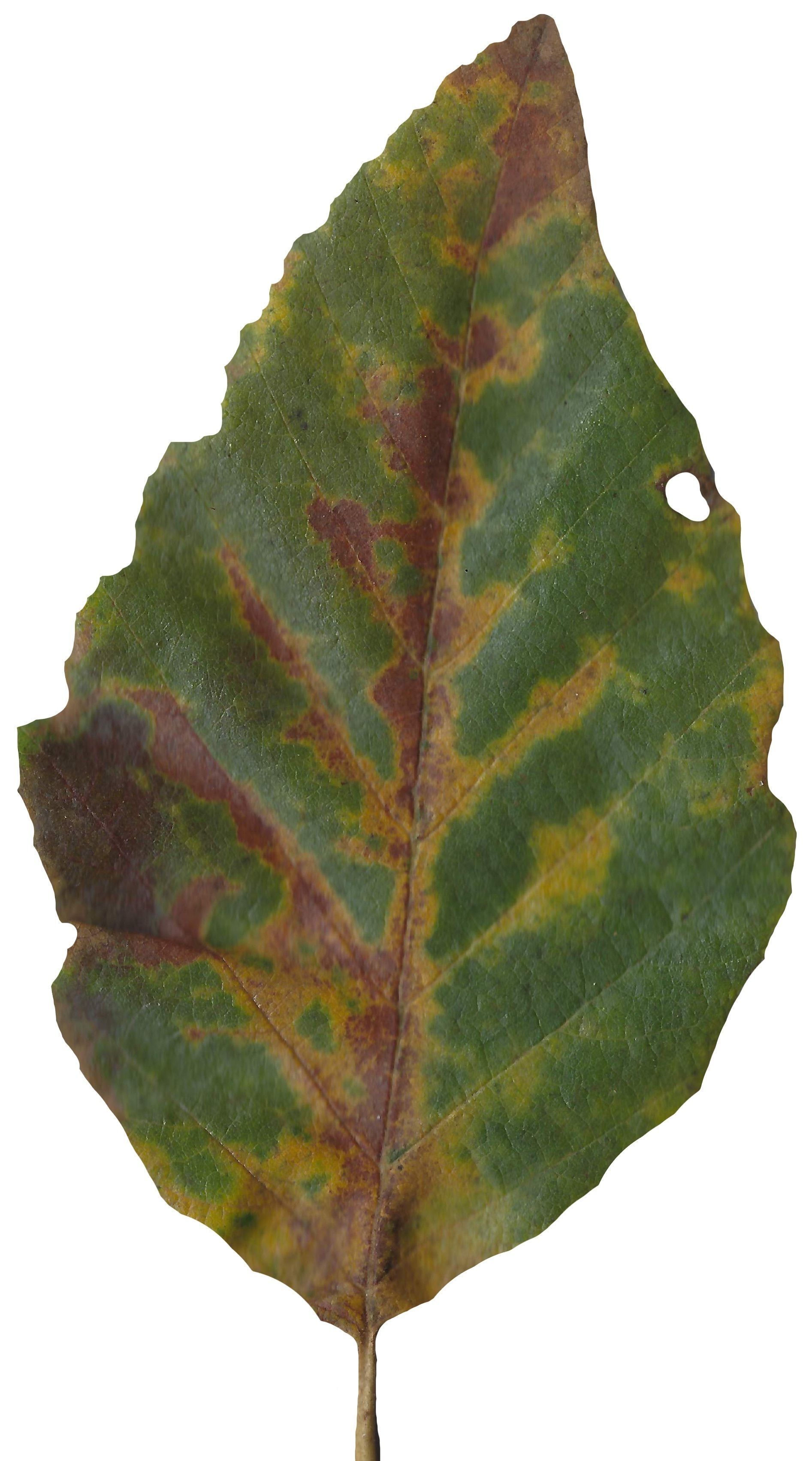 Red Alder Texture Pack - 24 Textures Texture_19