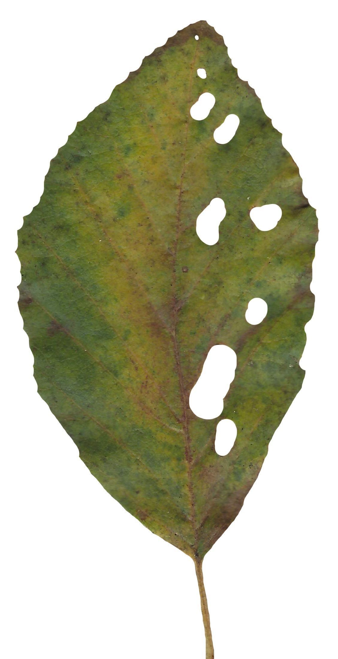 Red Alder Texture Pack - 24 Textures Texture_4