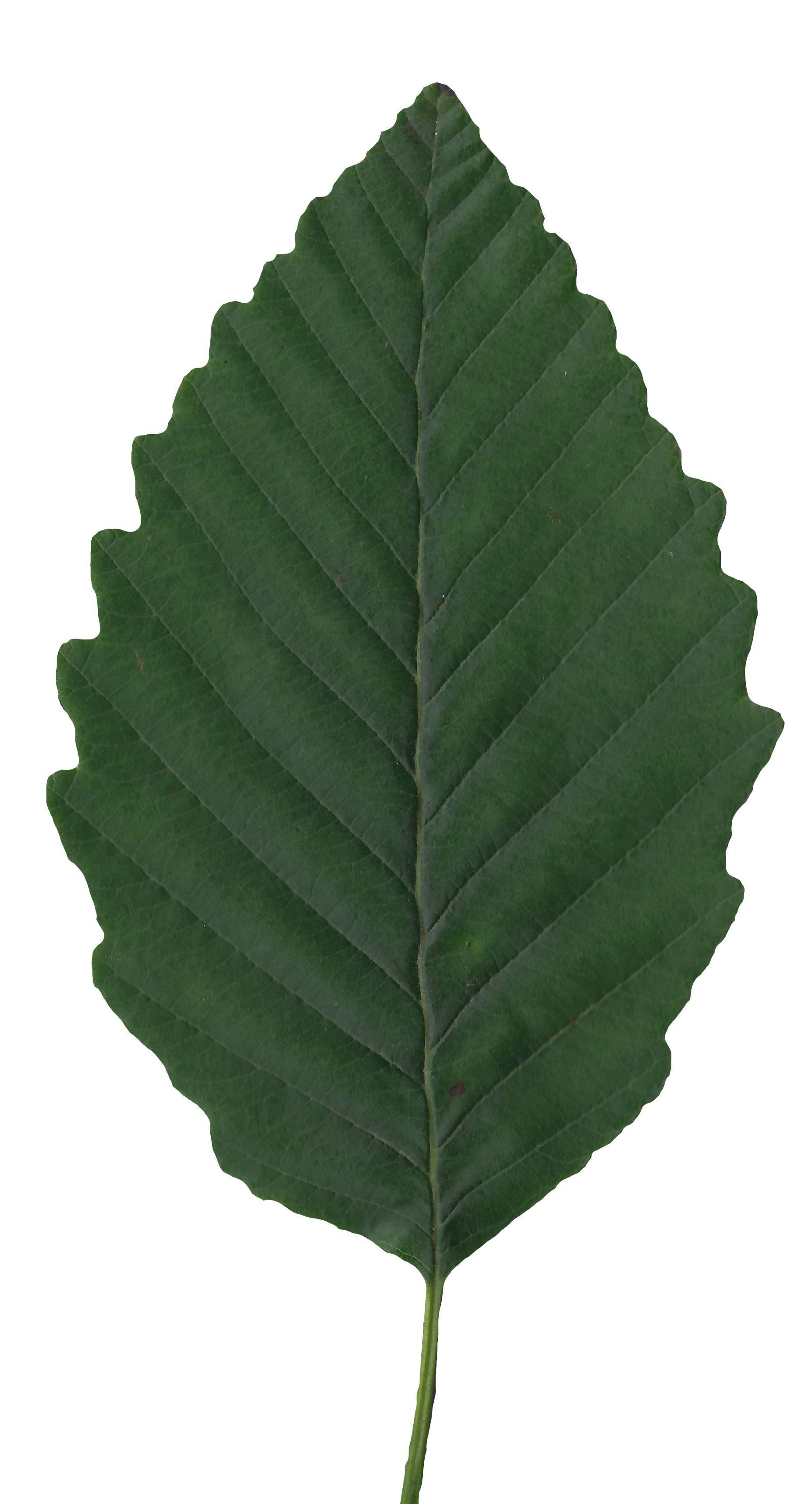 Red Alder Texture Pack - 24 Textures Texture_15