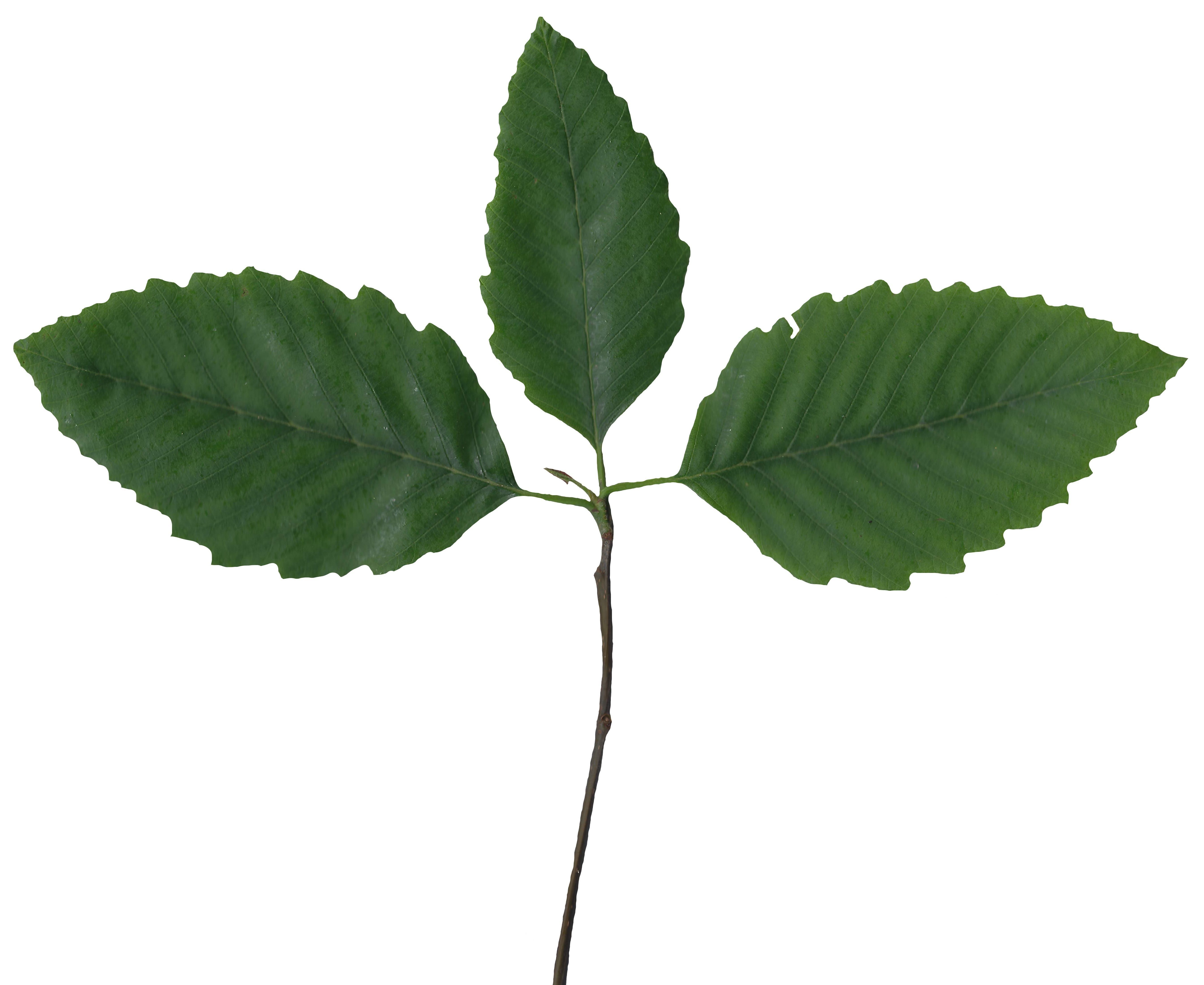 Red Alder Texture Pack - 24 Textures Texture_12