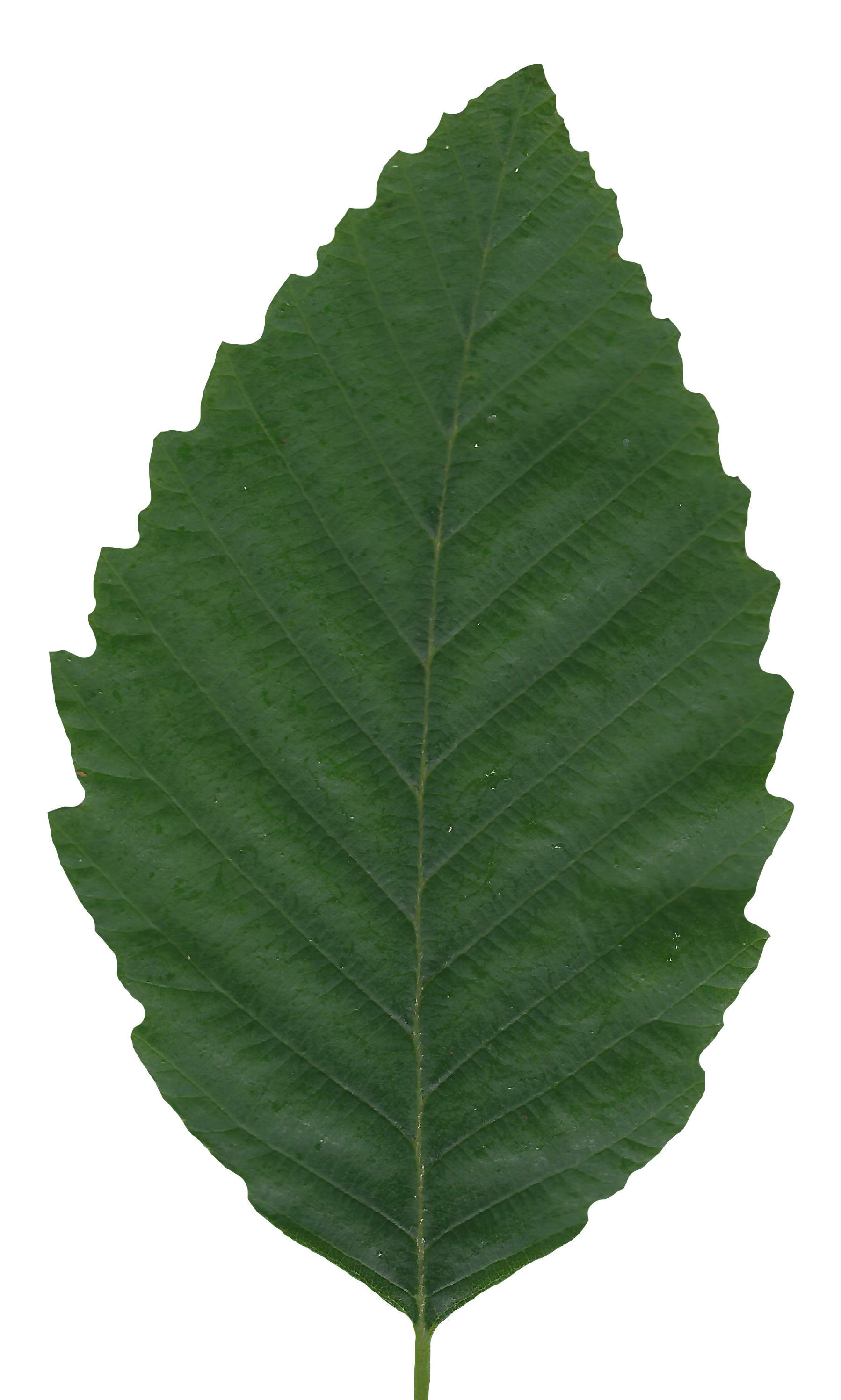 Red Alder Texture Pack - 24 Textures Texture_11