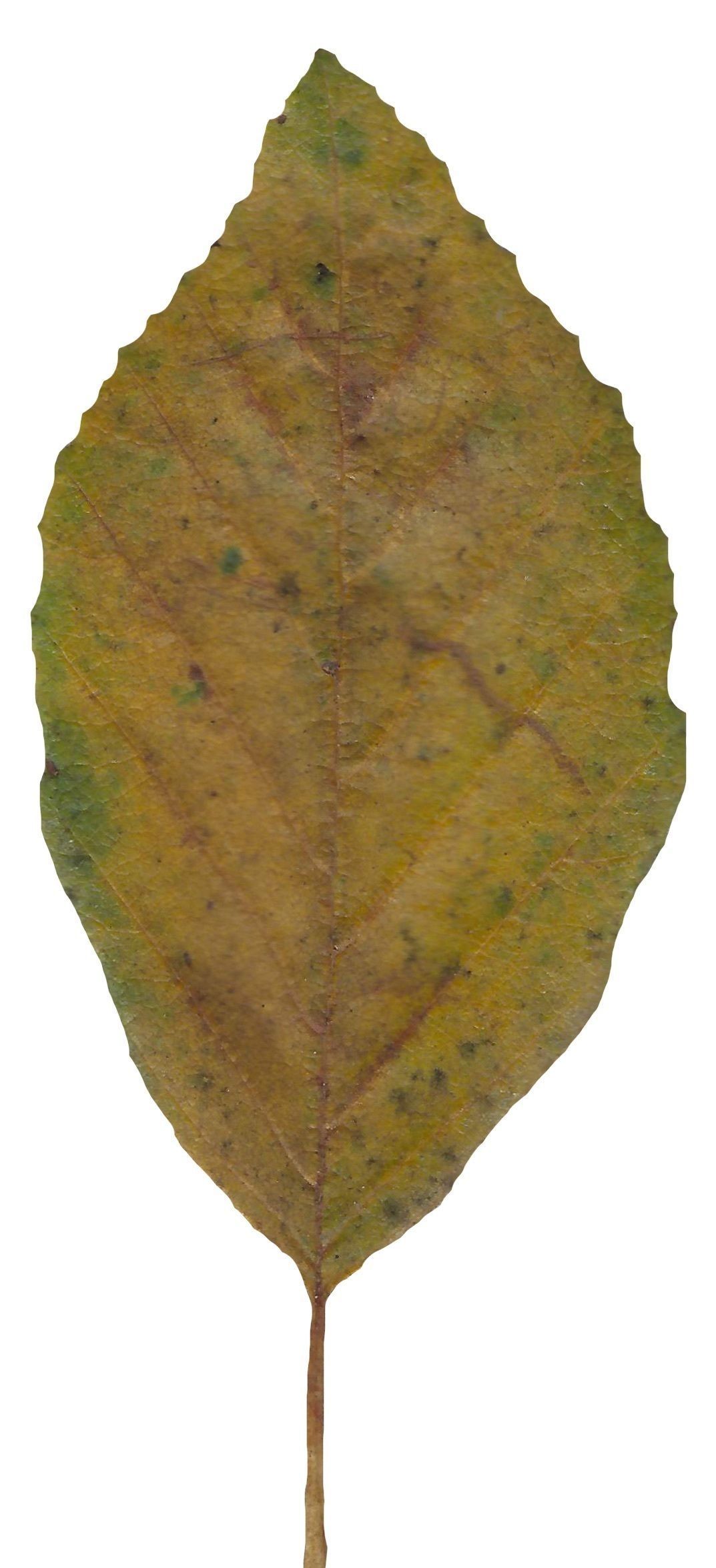 Red Alder Texture Pack - 24 Textures Texture_7