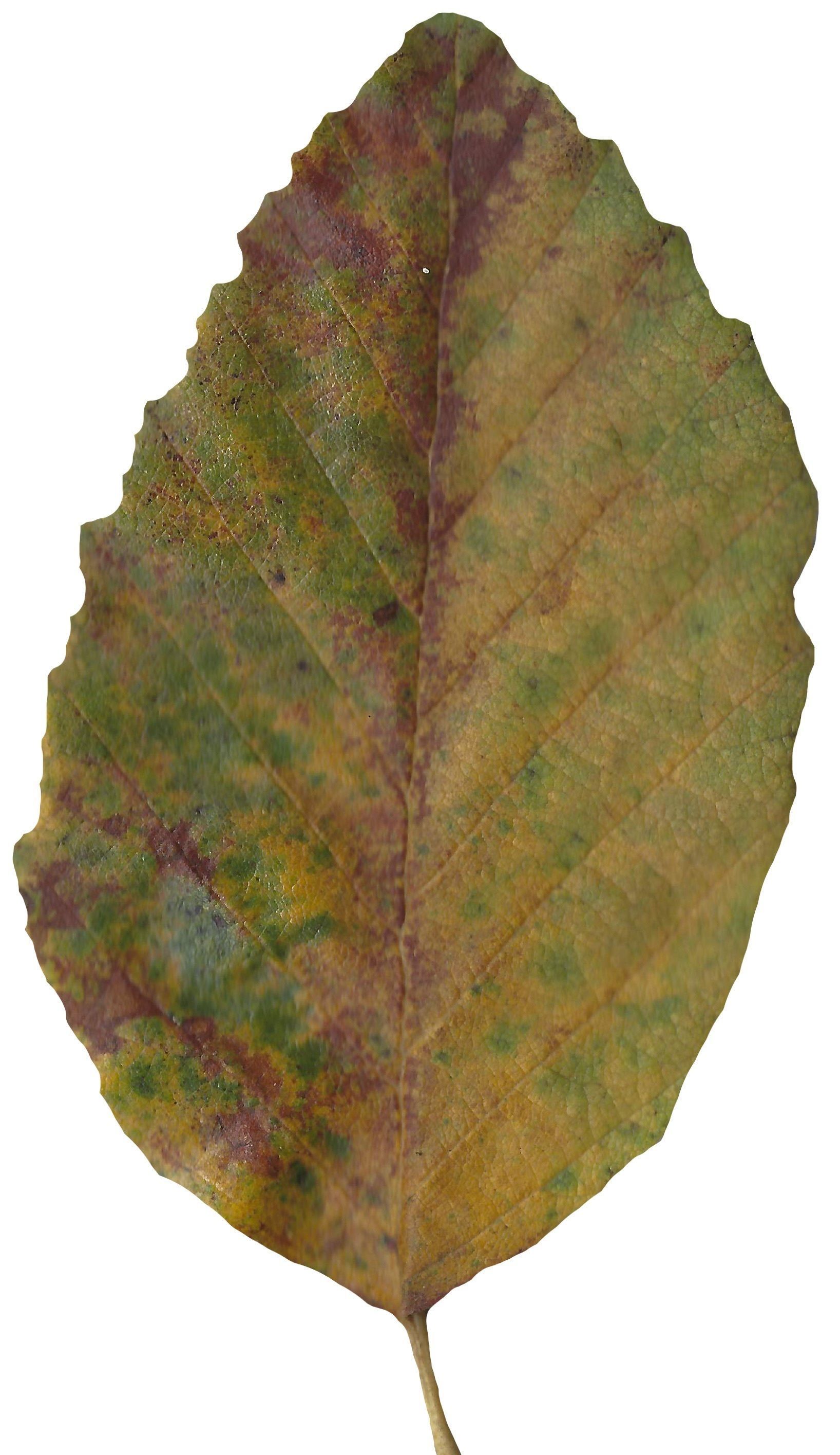 Red Alder Texture Pack - 24 Textures Texture_25