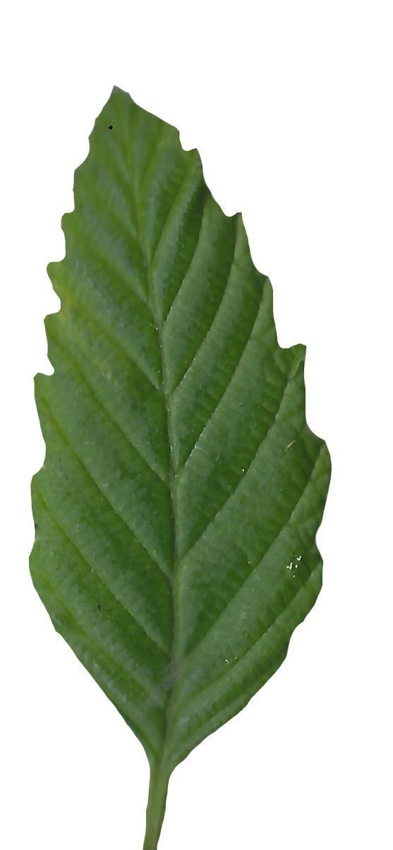 Red Alder Texture Pack - 24 Textures Texture_22