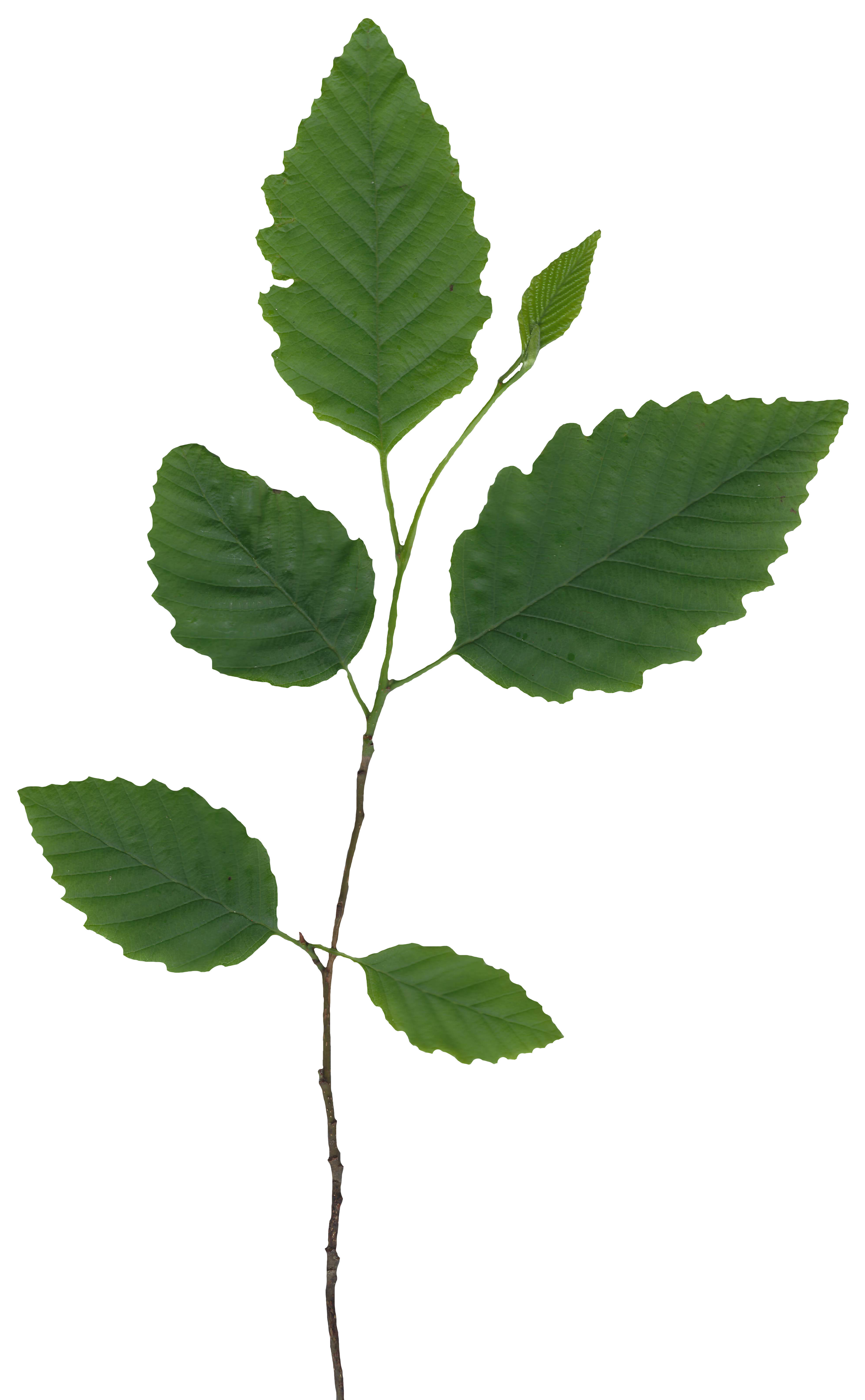 Red Alder Texture Pack - 24 Textures Texture_10