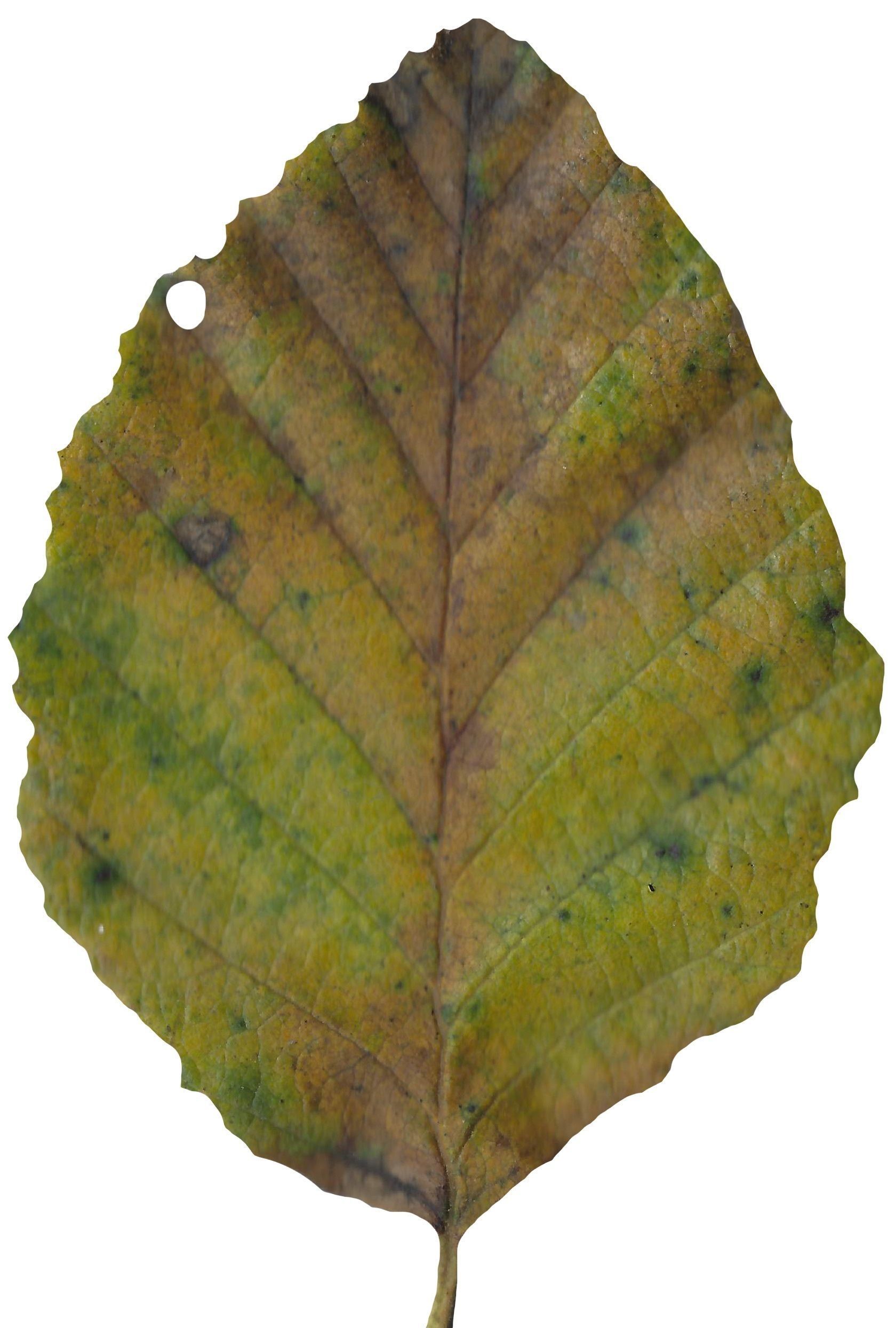 Red Alder Texture Pack - 24 Textures Texture_18