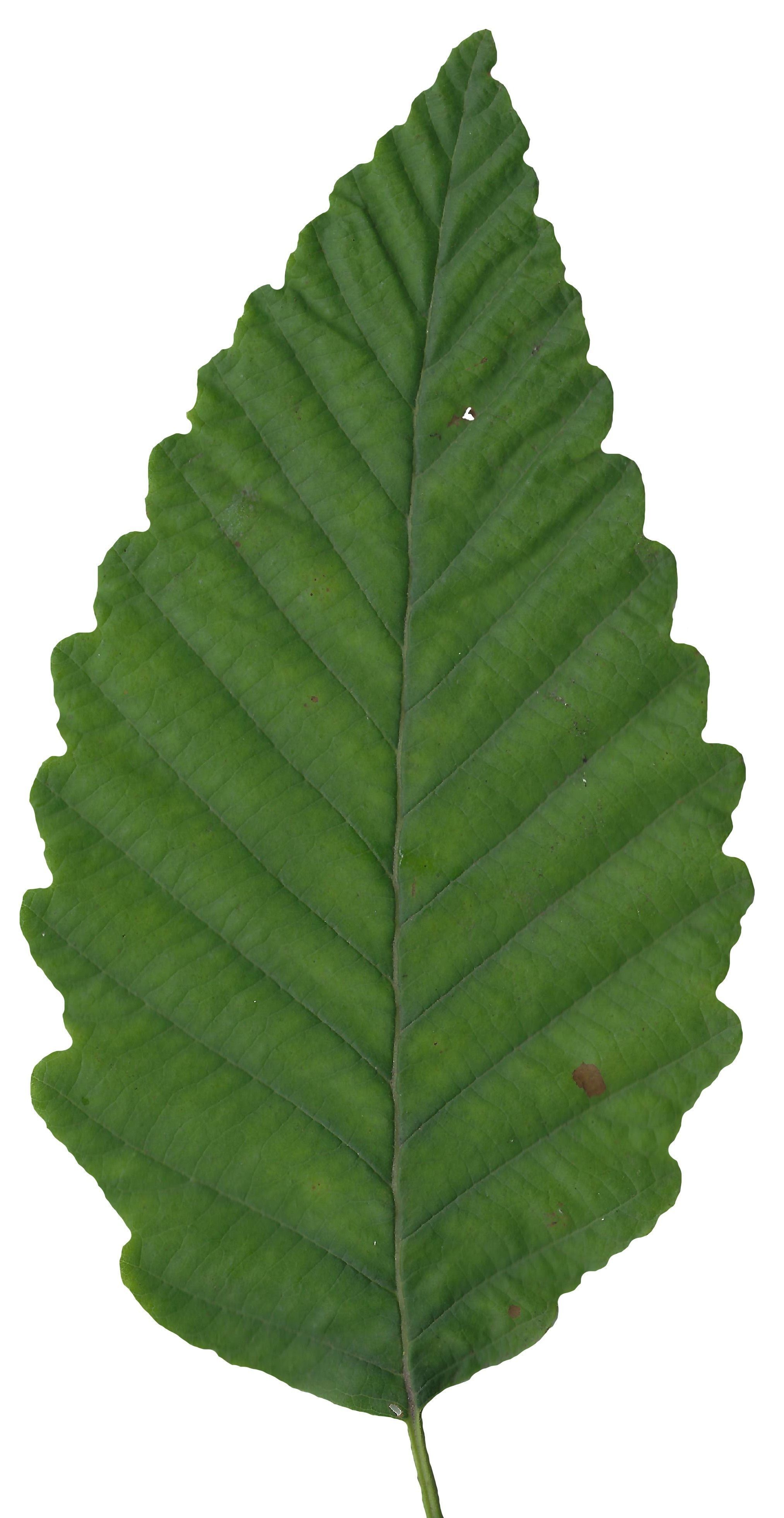 Red Alder Texture Pack - 24 Textures Texture_17