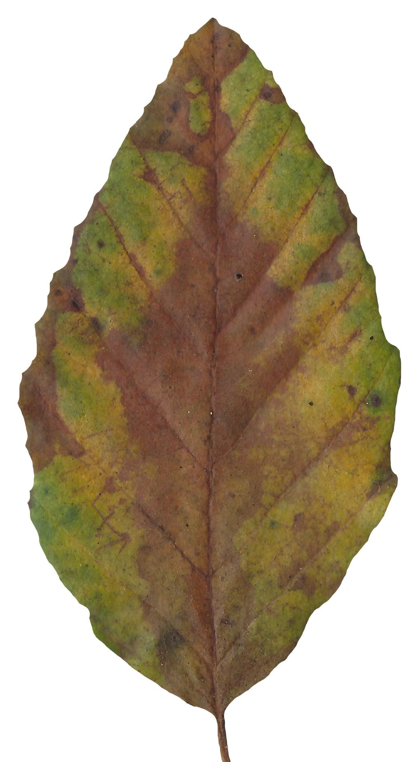 Red Alder Texture Pack - 24 Textures Texture_6