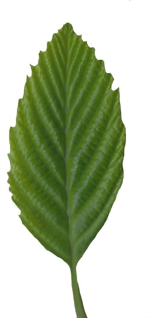 Red Alder Texture Pack - 24 Textures Texture_21