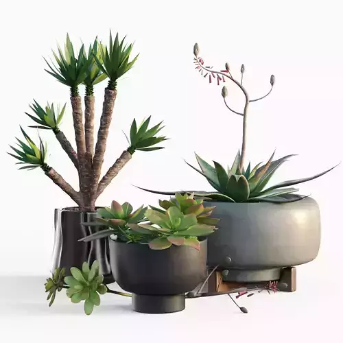 Plants collection 11 3D model