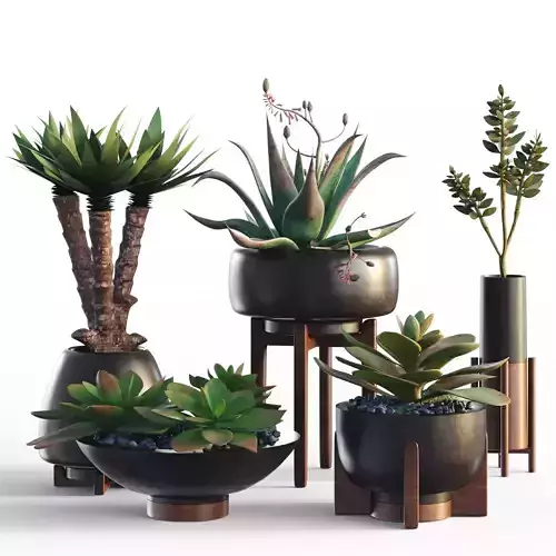 Plants collection 12 3D model