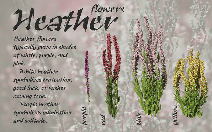 Set of heather flower models 3D model