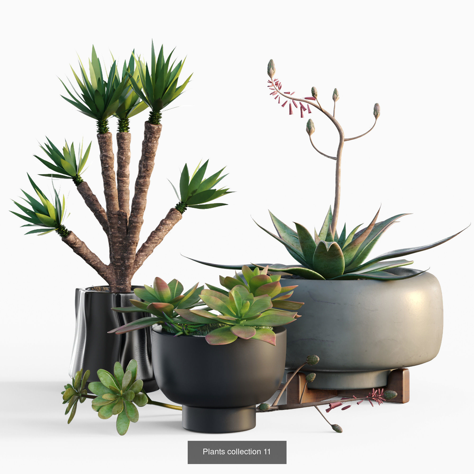 Collection plants 3D model 02 _4