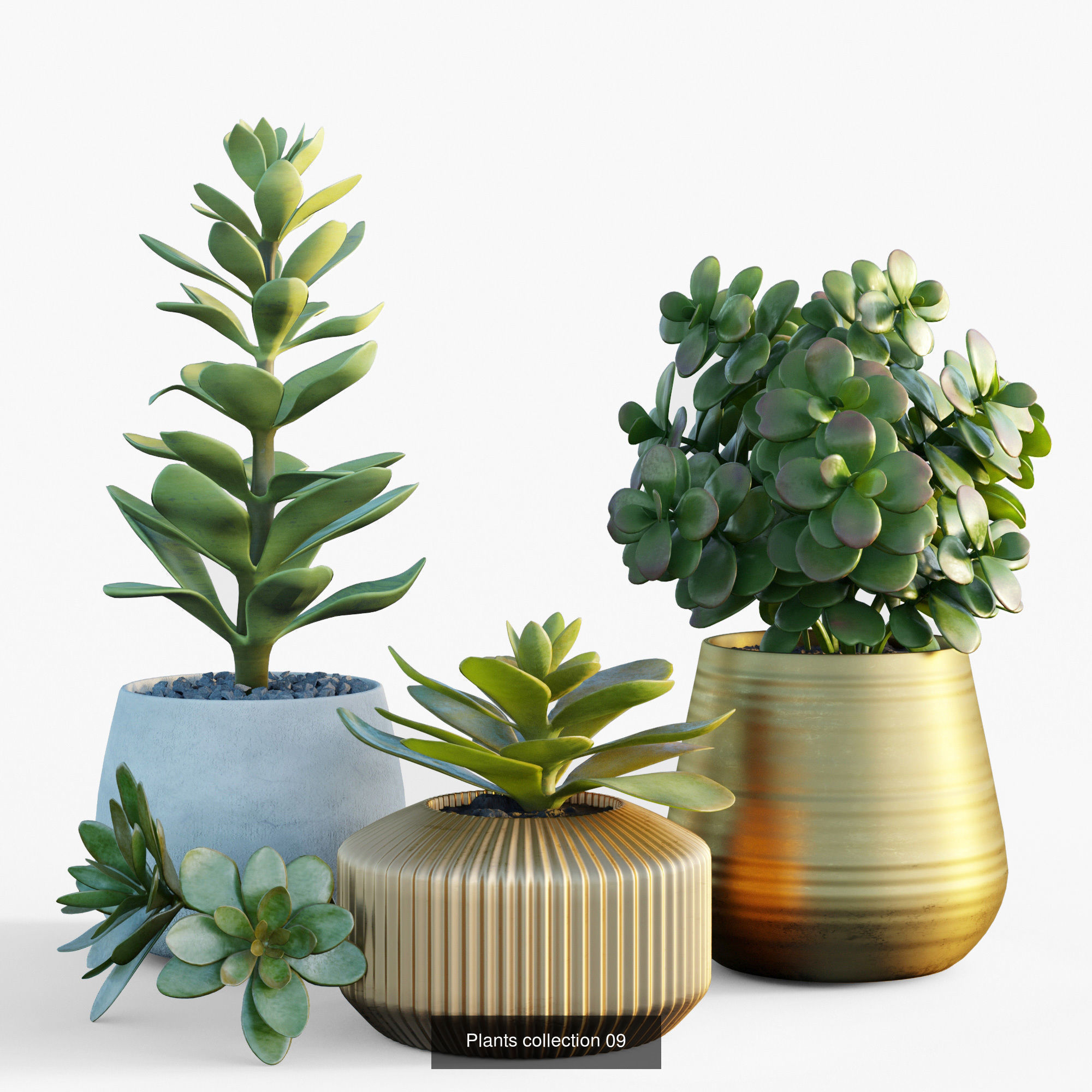Collection plants 3D model 02 _1