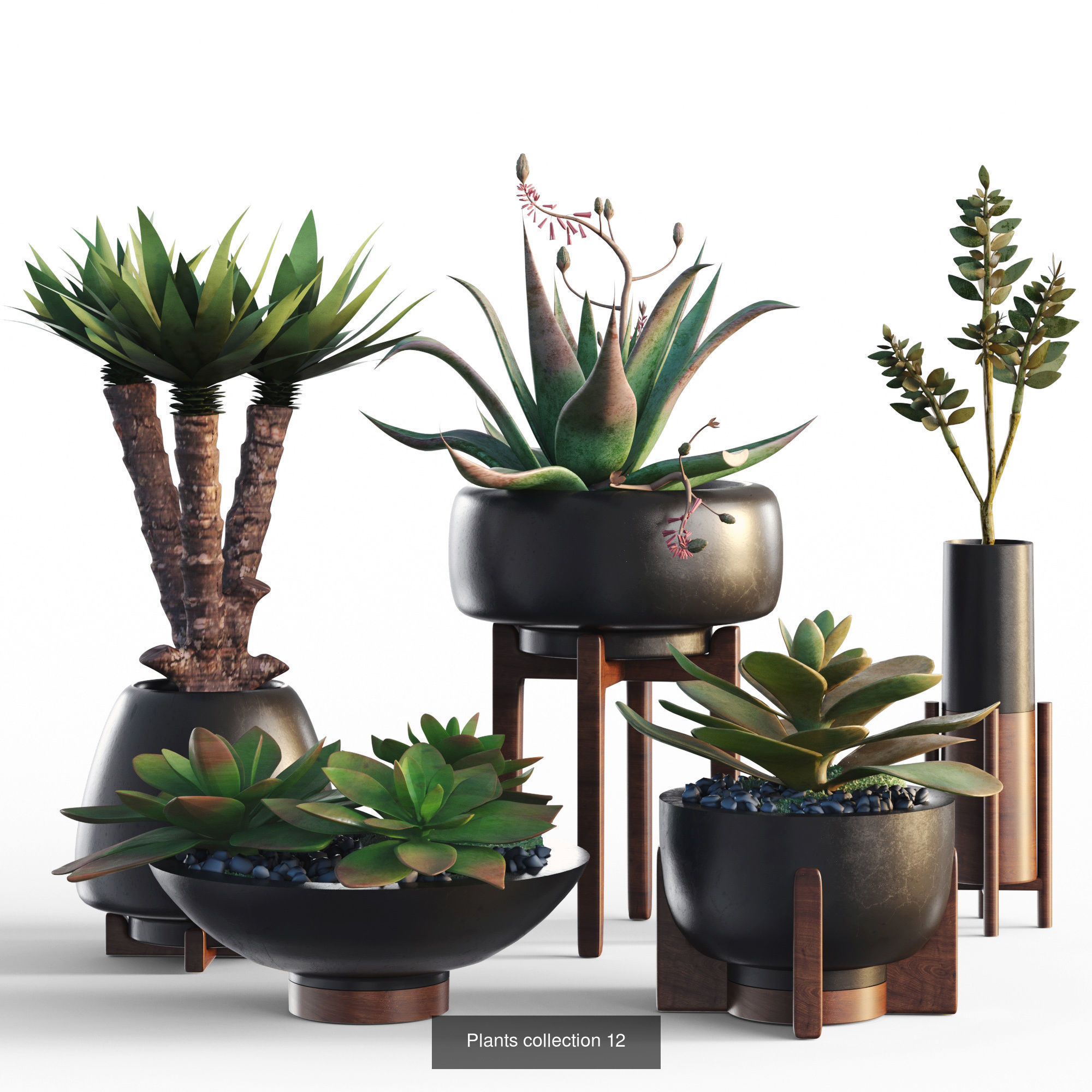 Collection plants 3D model 02 _5
